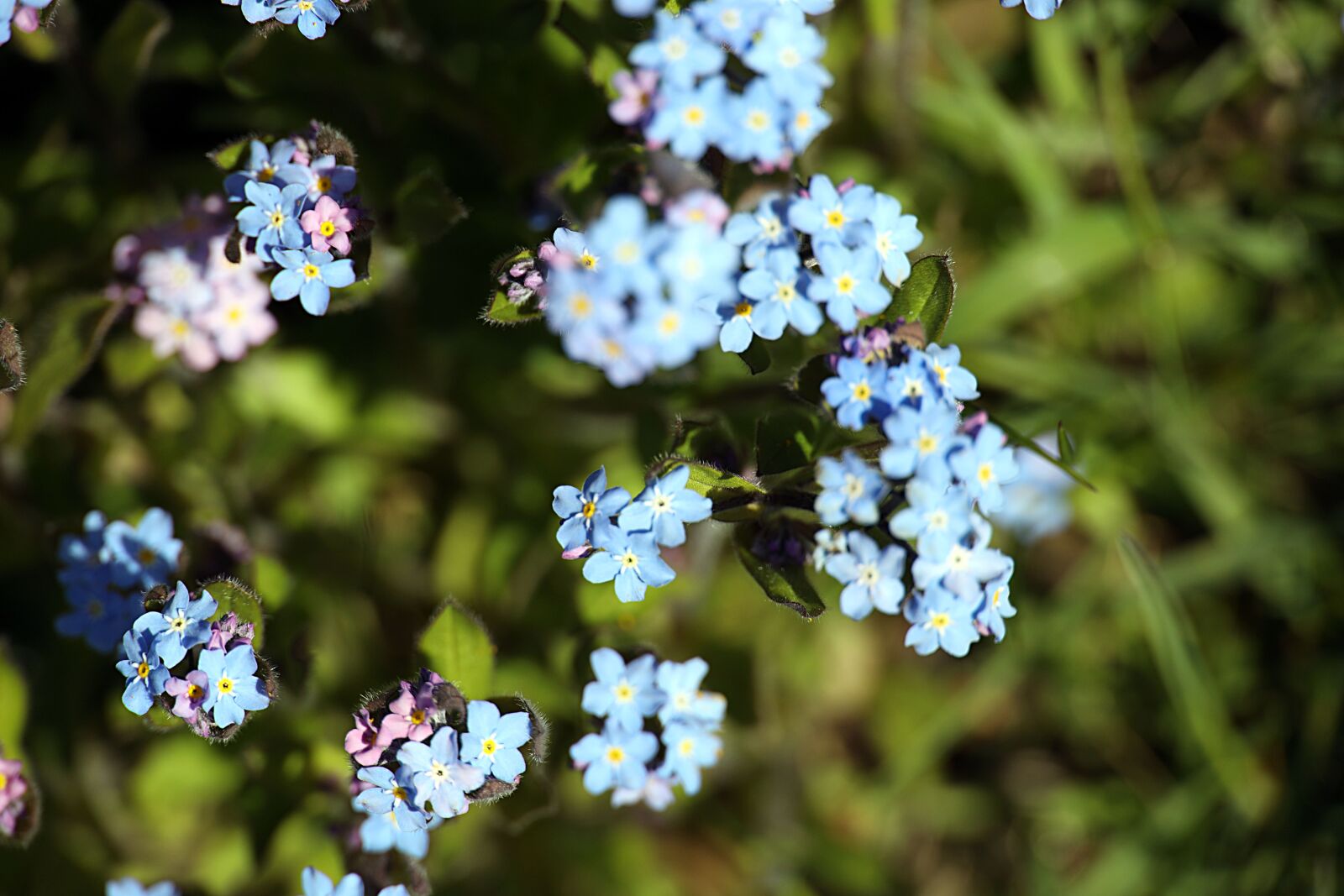 Canon EOS R sample photo. Oblivion, flower, blossom photography