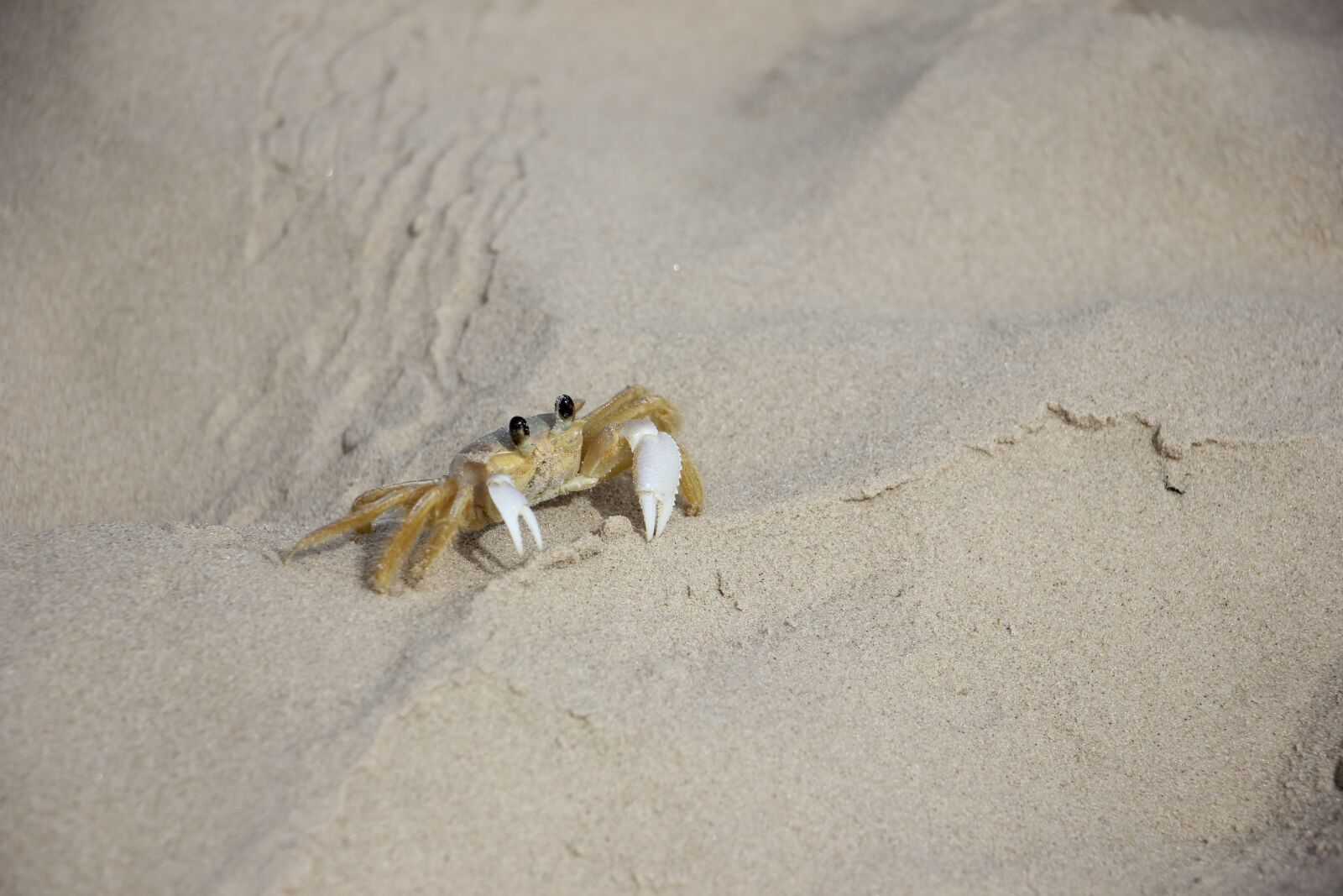 Canon EOS 550D (EOS Rebel T2i / EOS Kiss X4) sample photo. Crab, crustacea, creature photography