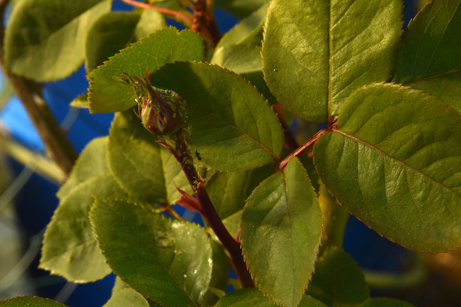 Nikon D810 sample photo. Rosebud, rose, flower photography