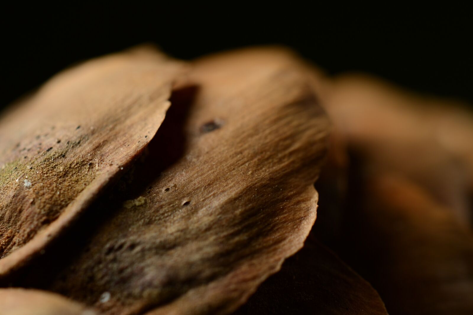 Nikon D3100 sample photo. Pine-cone, macro, nature photography
