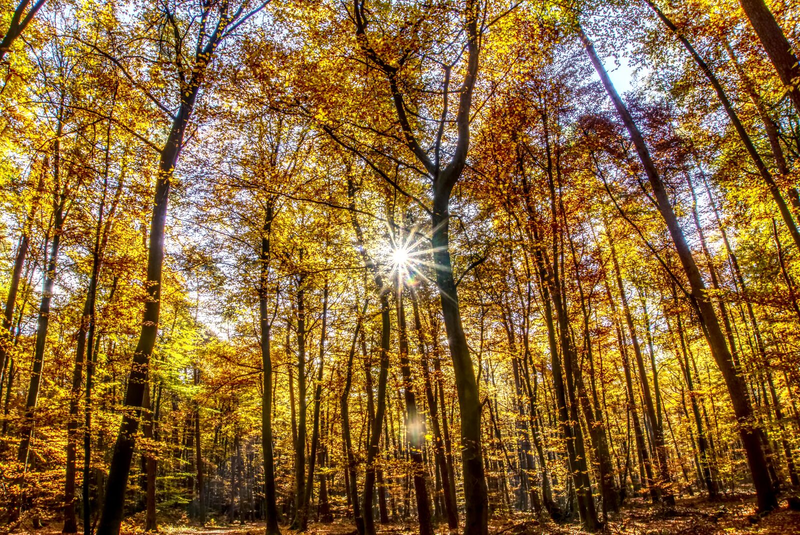 Sony a6000 sample photo. Forest, autumn, mood photography