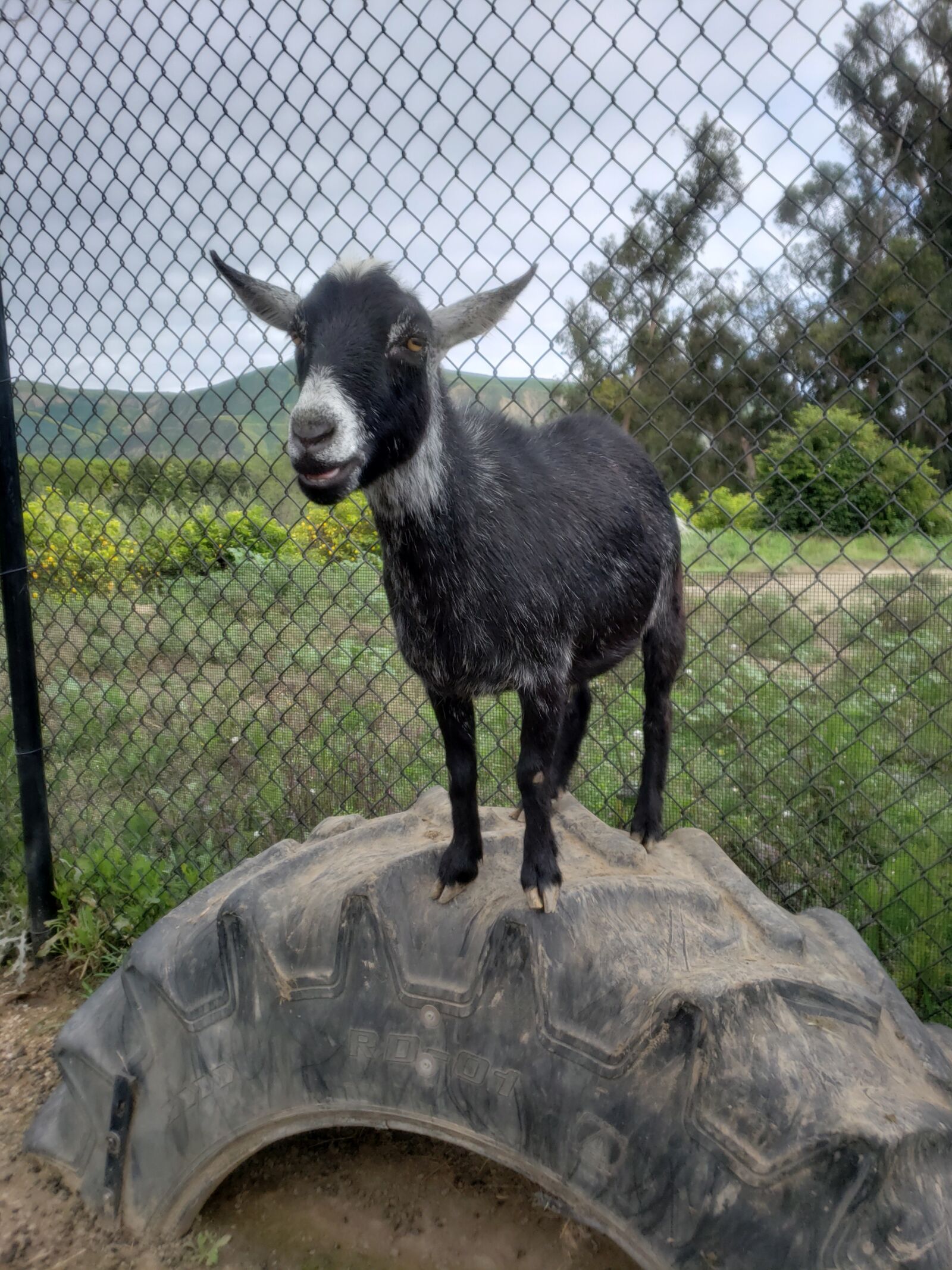 Samsung Galaxy Note9 sample photo. Goat, tire, pet photography