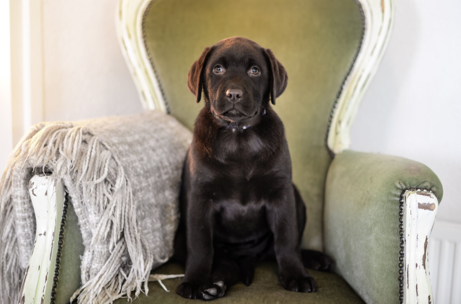 Nikon D610 + Nikon AF-S Nikkor 50mm F1.4G sample photo. Animal, chair, cute, dog photography