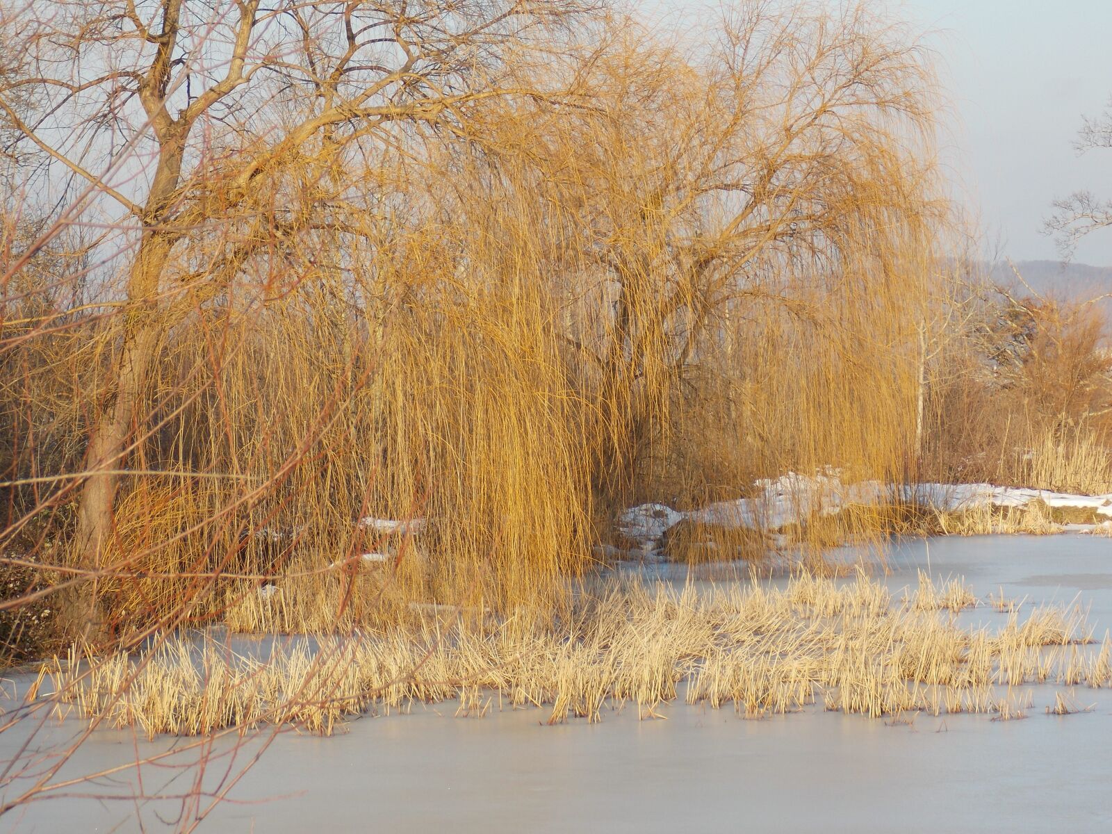 Nikon COOLPIX L320 sample photo. Willow, ice, lake photography
