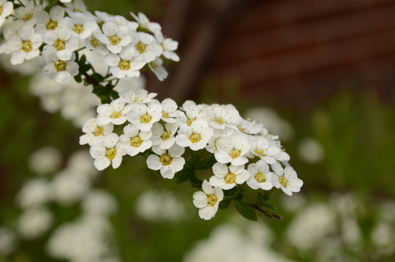 Nikon D7000 sample photo. Flora, bush, flower photography