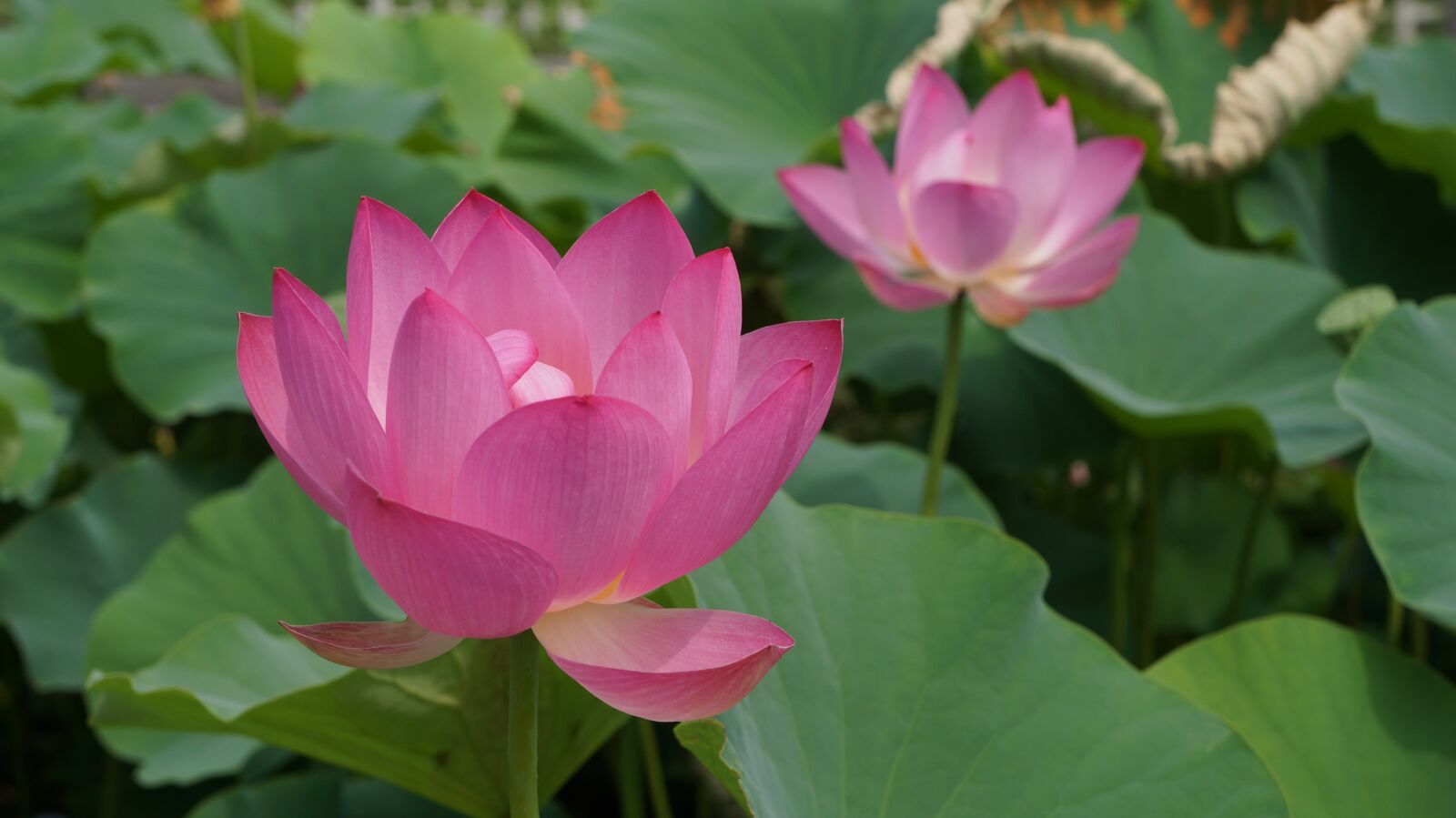 Sony Alpha NEX-5N sample photo. Lotus, lotus leaf photography