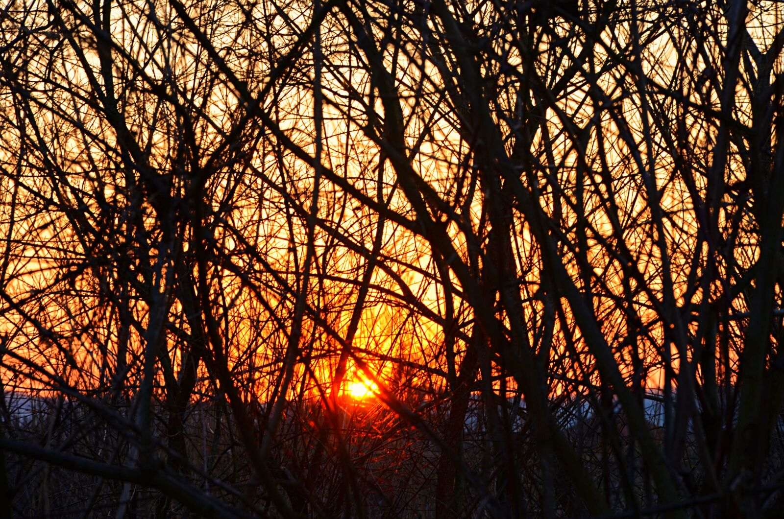 Nikon D5100 sample photo. Sun, bush, sunset photography