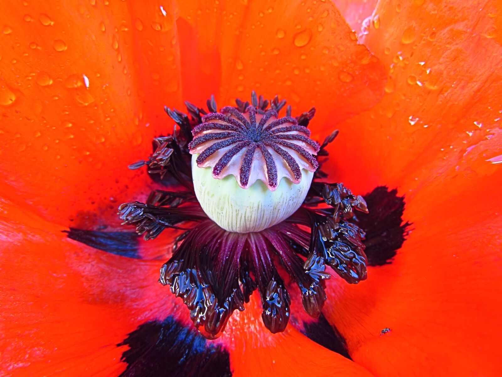 Мак перед. Rainy-Poppy. Water Poppy.