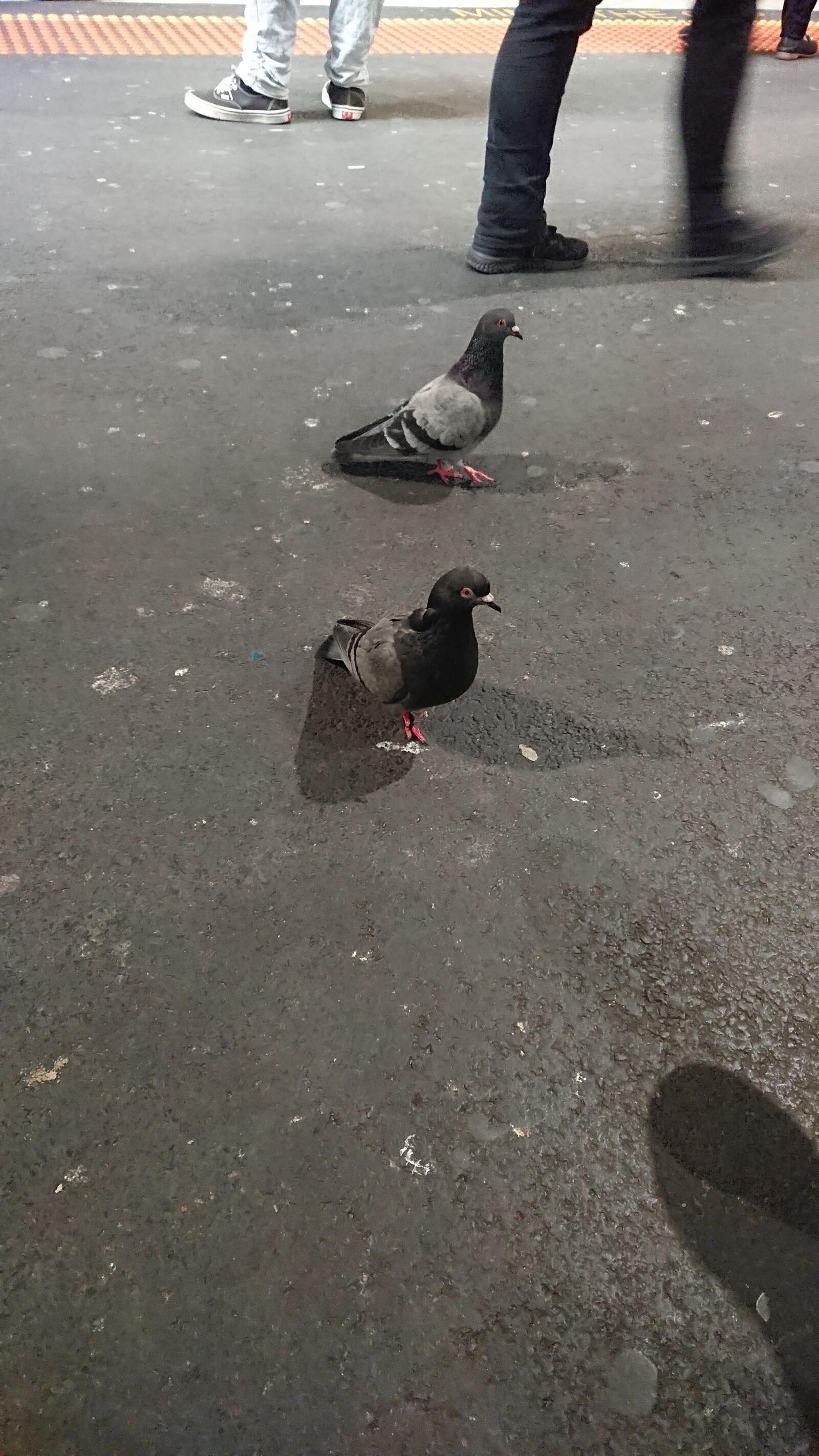 Sony Xperia XZ Premium sample photo. Pigeons, shadow, roaming photography
