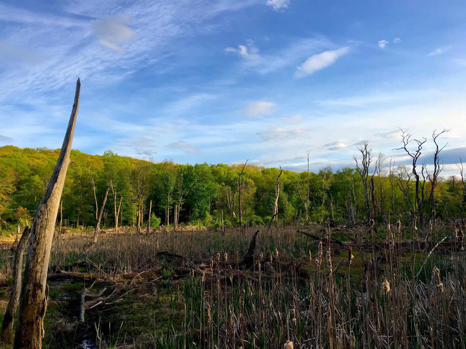 Apple iPhone 6s sample photo. Swamp, colorful, nature photography