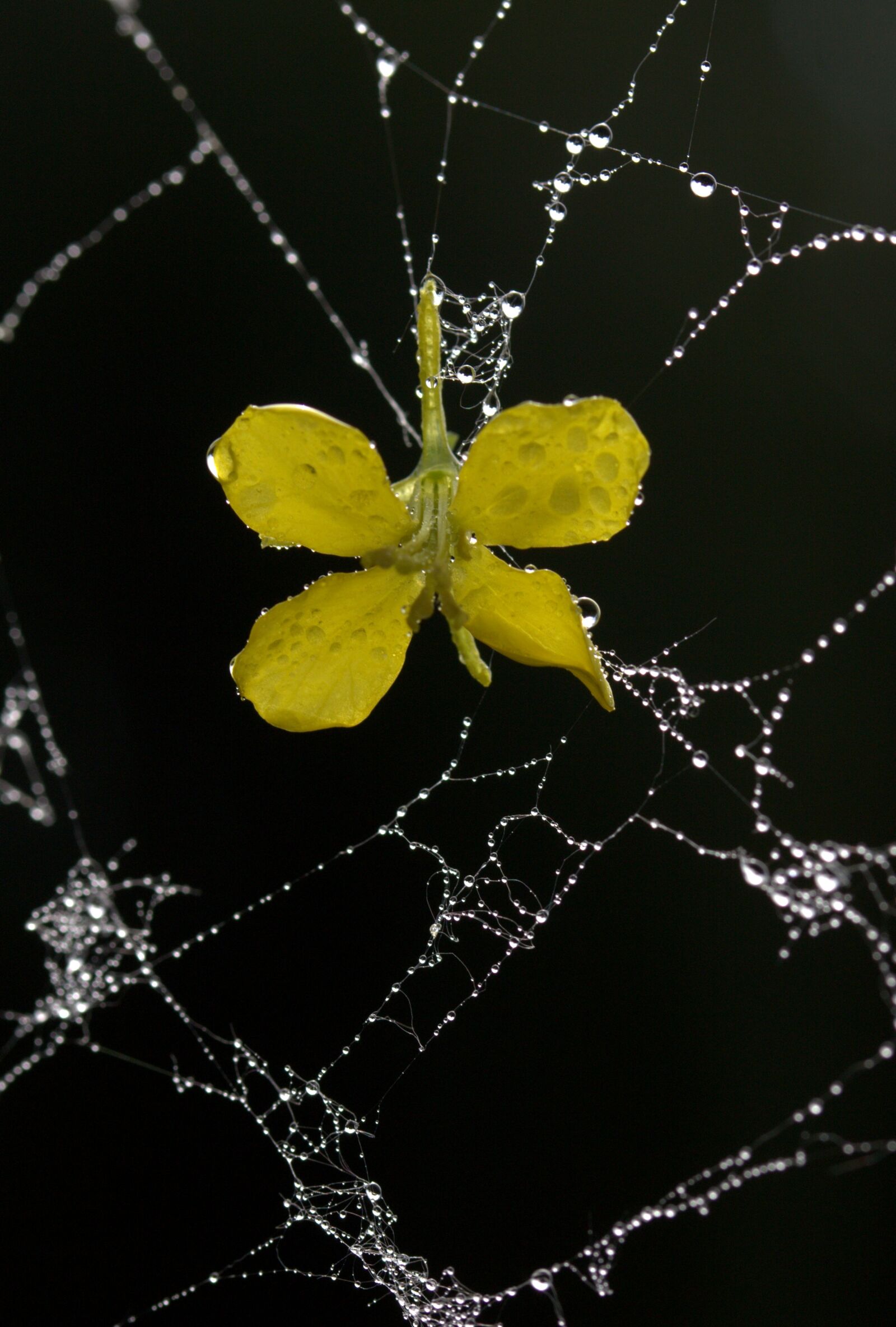 Canon EF-S 60mm F2.8 Macro USM sample photo. Spider web, petals, yellow photography