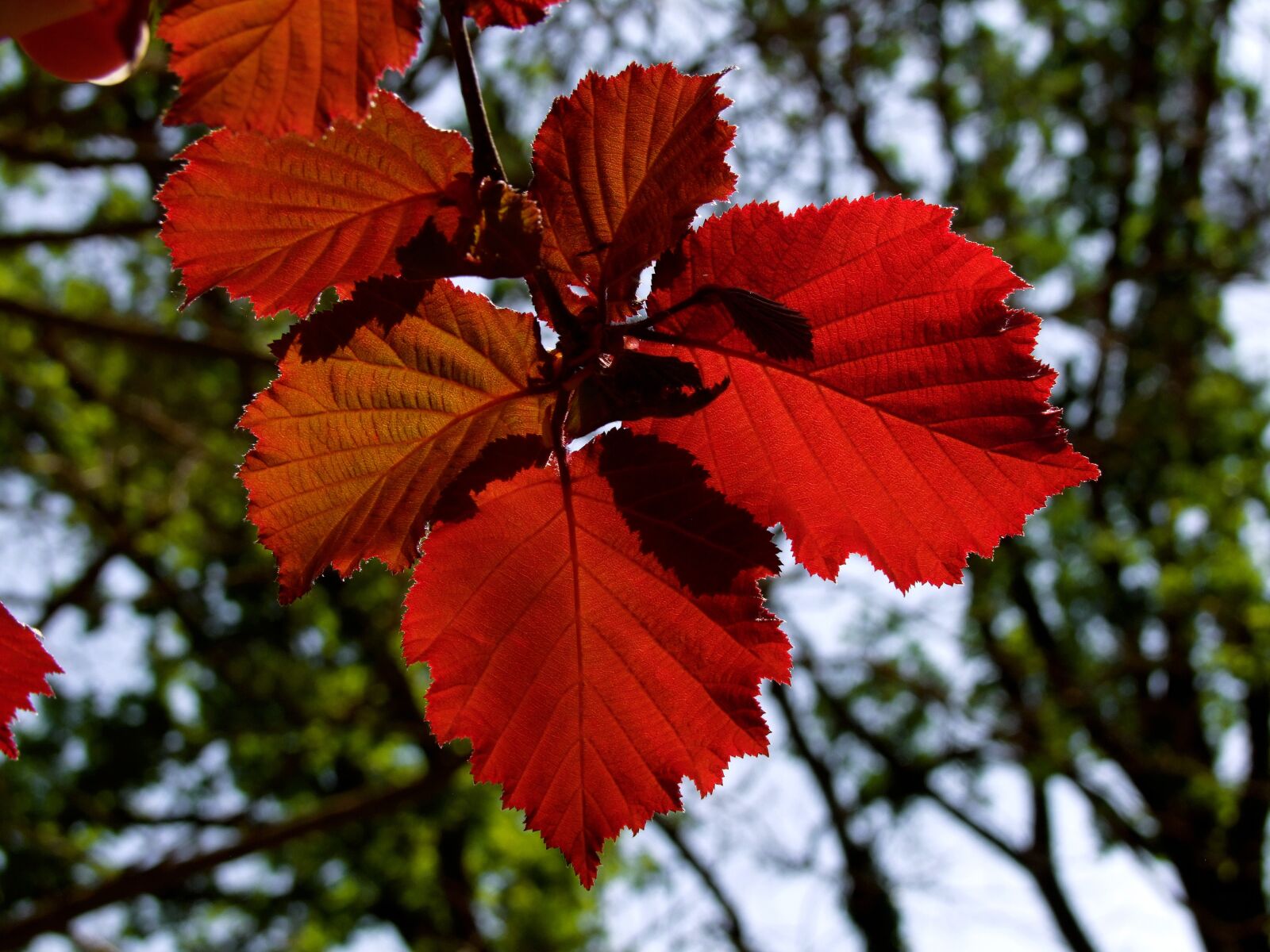 Fujifilm FinePix S100fs sample photo. Colorful leaf, burgundy, grain photography
