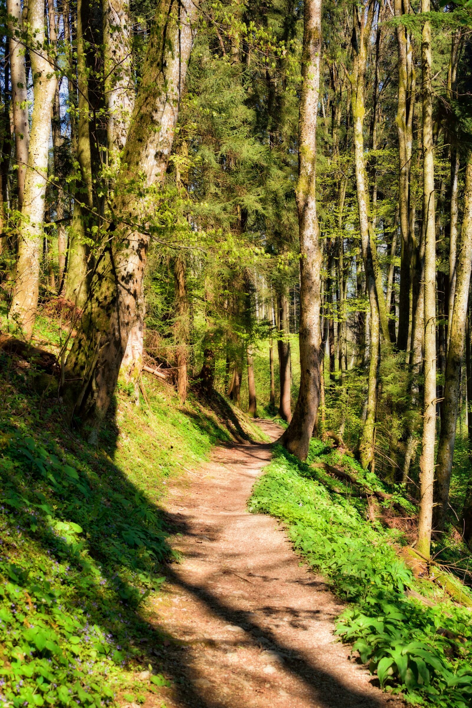 Nikon D7100 sample photo. Away, path, forest photography