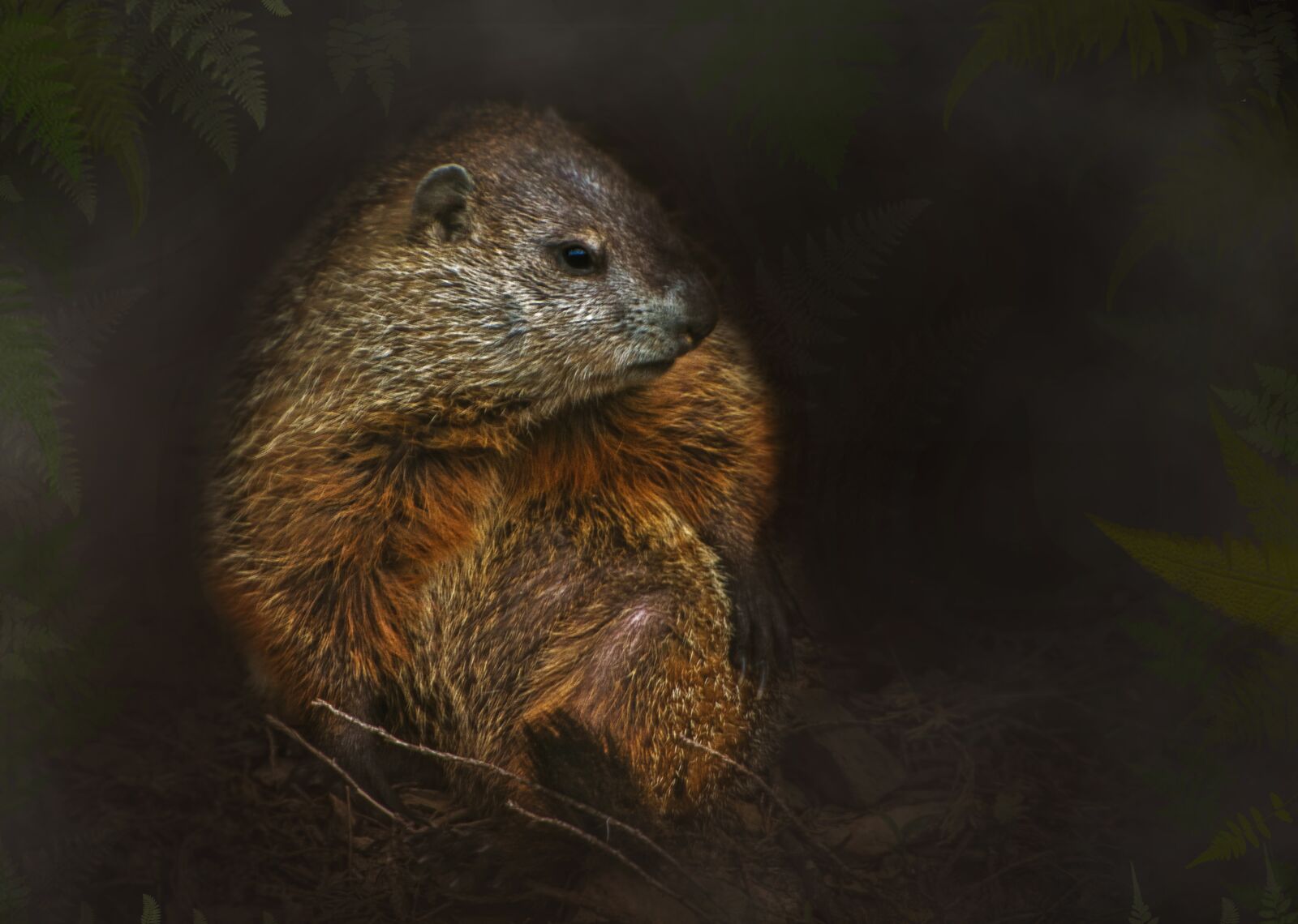 Nikon D3400 sample photo. Woodchuck, groundhog, the mammal photography