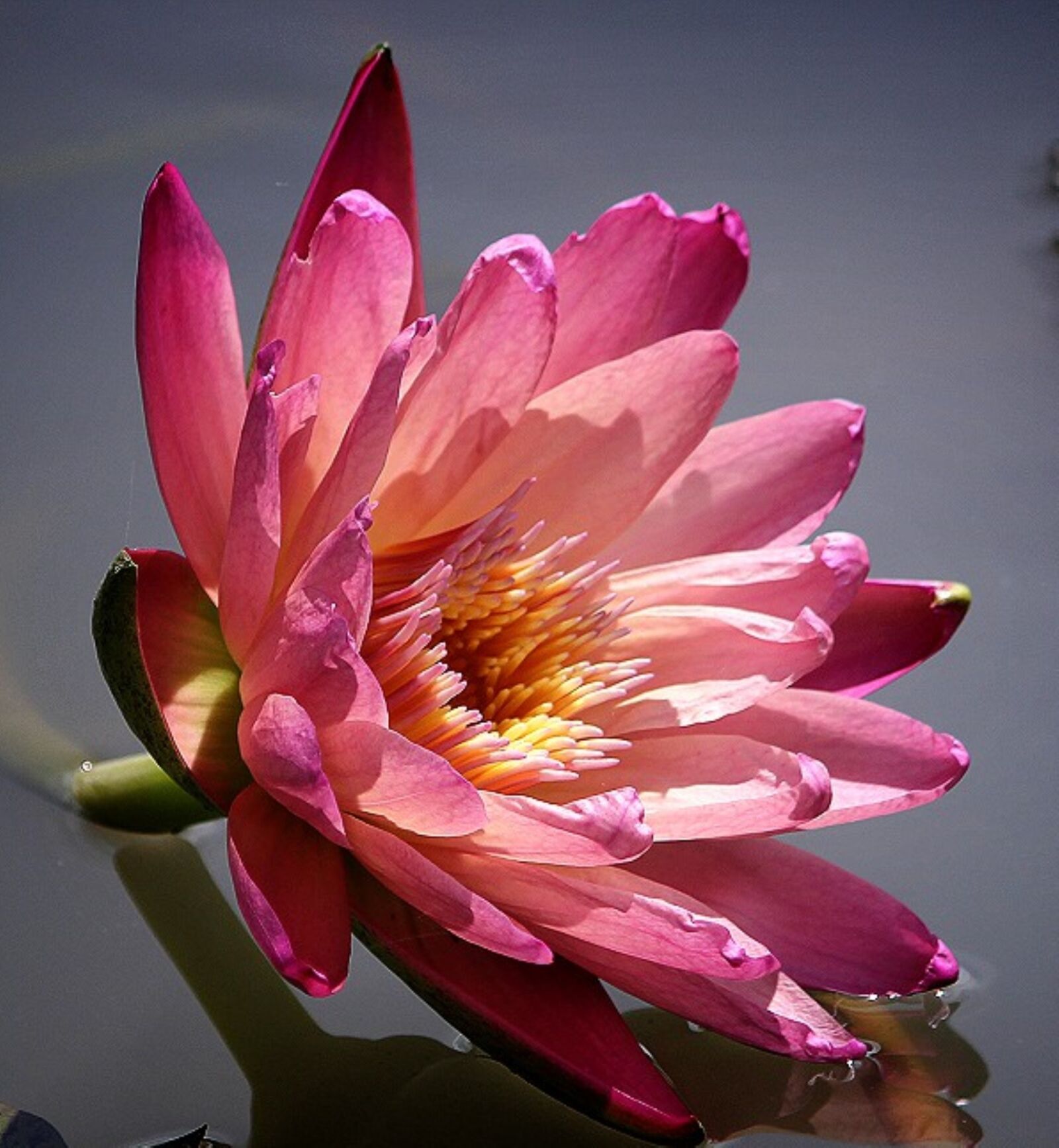 Canon EOS 60D sample photo. Water lily flower, nature photography