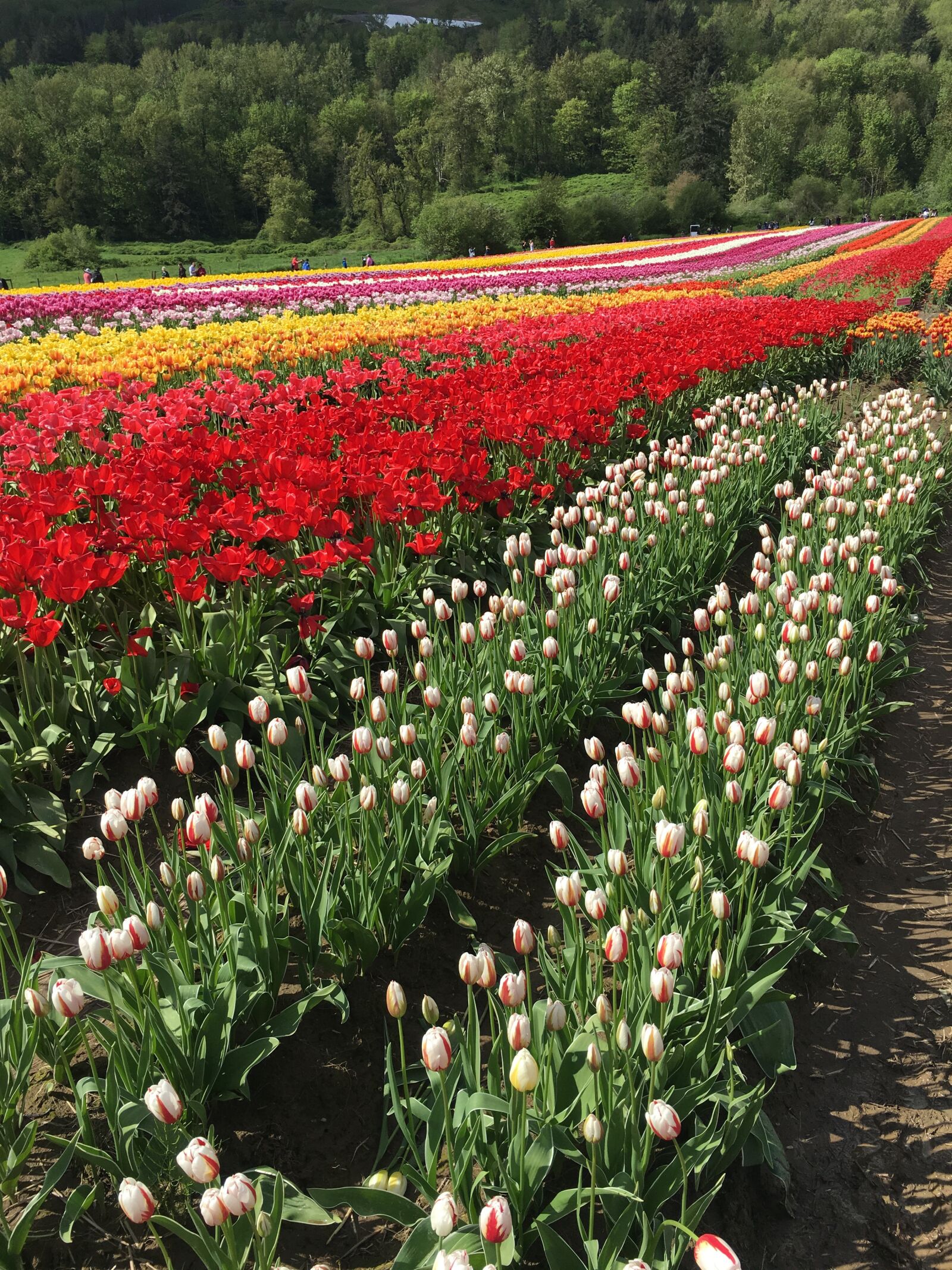 Apple iPhone 6s sample photo. Tulips, field, red photography