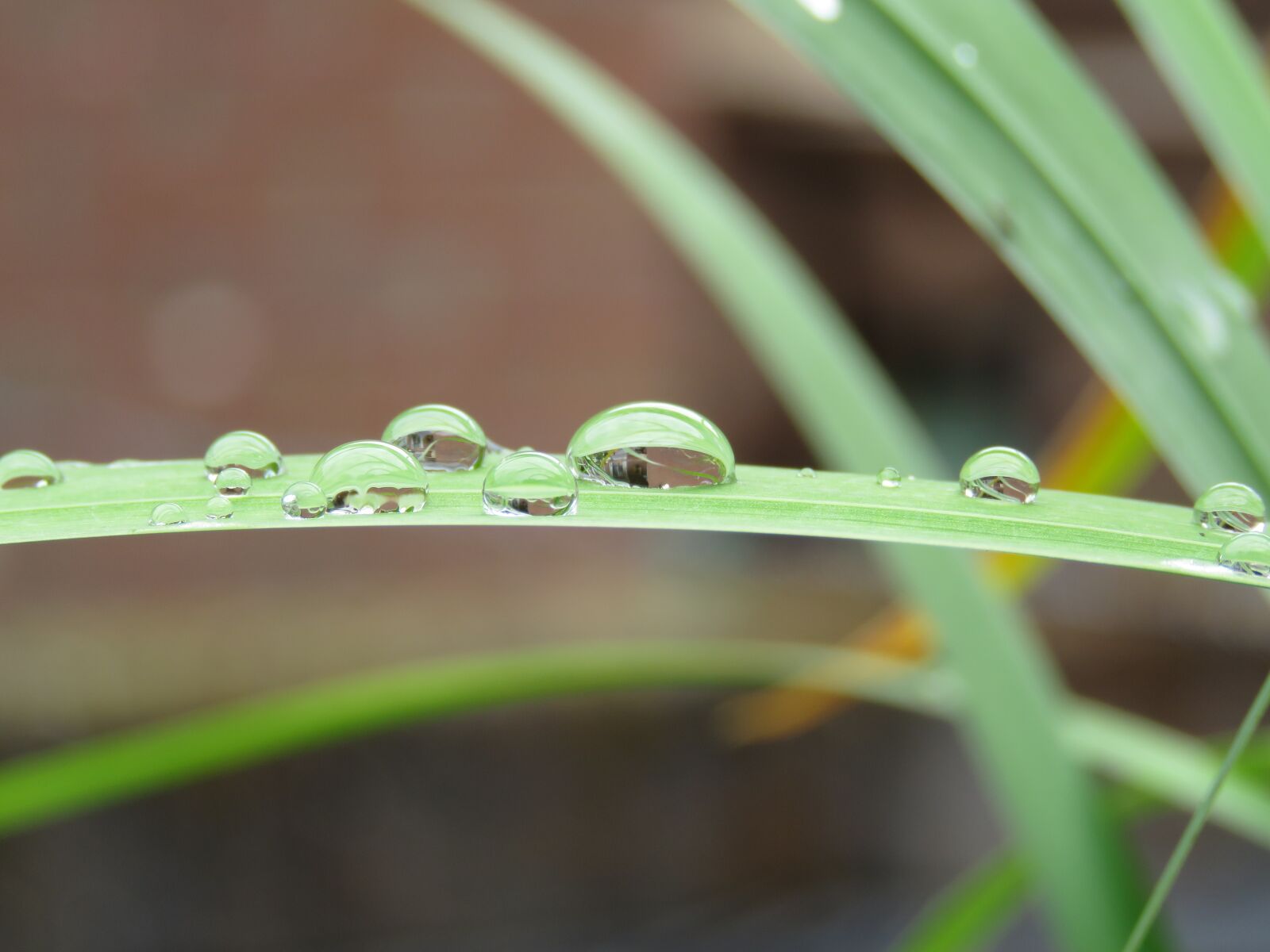 Canon PowerShot SX60 HS sample photo. Raindrops, sheet, raindrop photography