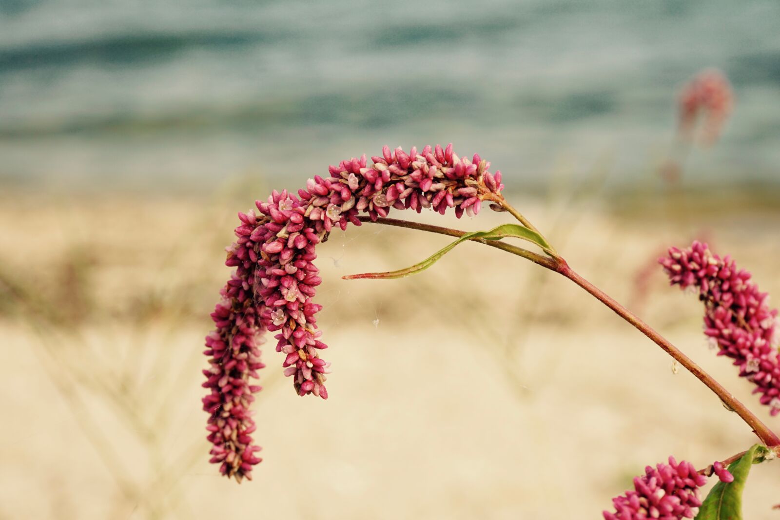 Sony a6000 + Sony E 16-50mm F3.5-5.6 PZ OSS sample photo. Beach, pink, flower, water photography