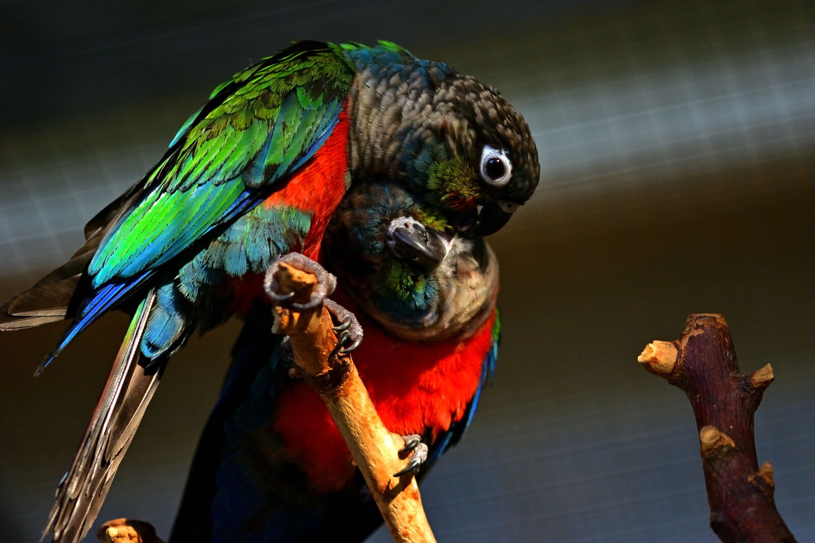 Nikon D5200 sample photo. Parakeets, couple, smooch photography