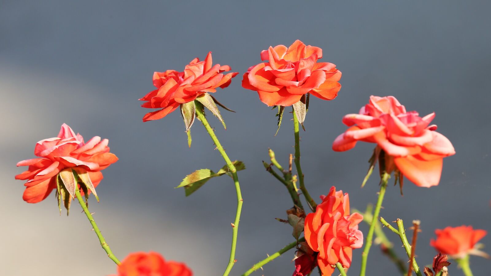 Canon EF 70-300 F4-5.6 IS II USM sample photo. Red roses, flower, bloom photography
