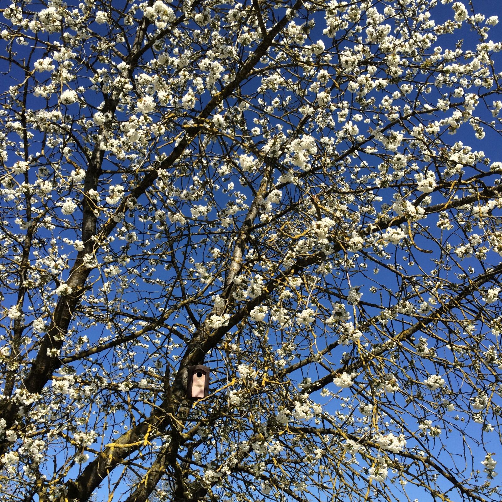 iPhone 5s back camera 4.15mm f/2.2 sample photo. Cherry blossom, bird feeder photography