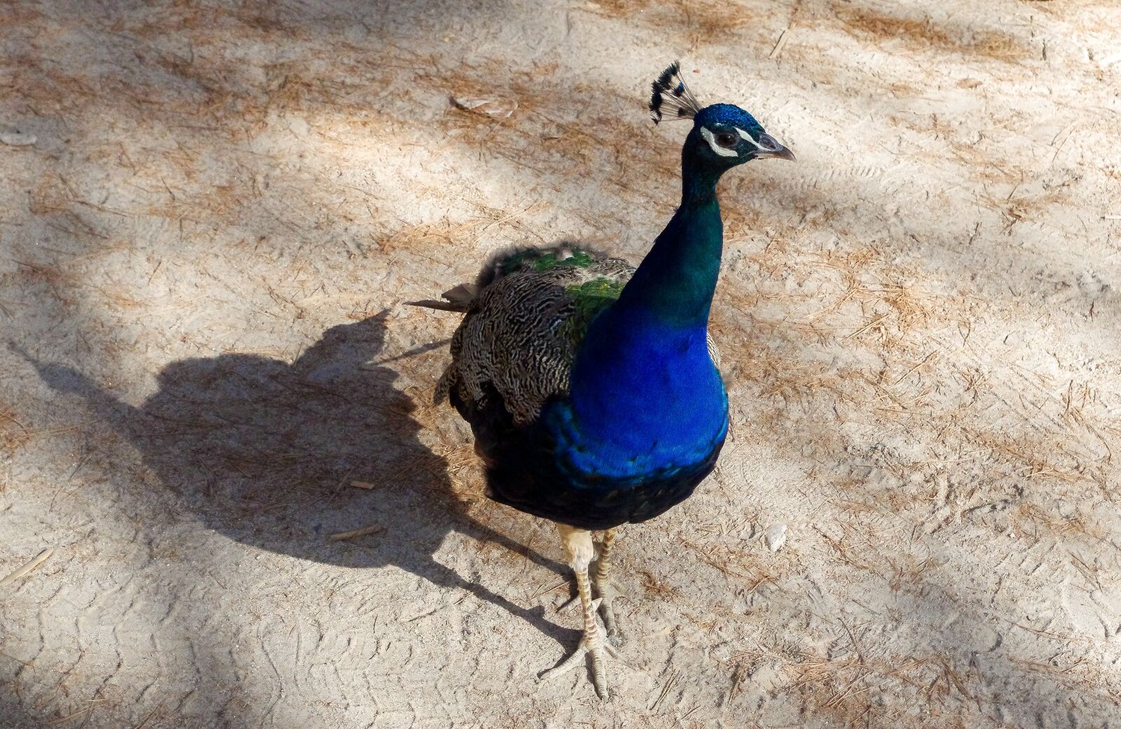 smc PENTAX-DA L 18-55mm F3.5-5.6 sample photo. Bird, nature, living nature photography