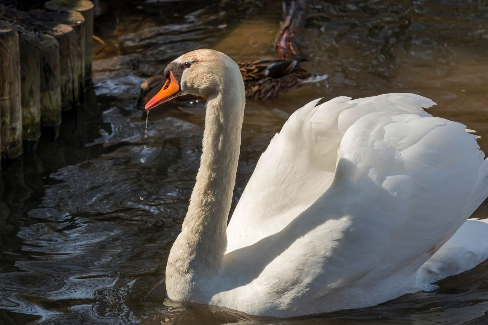 Pentax K-5 sample photo. Swan, bird, animals photography