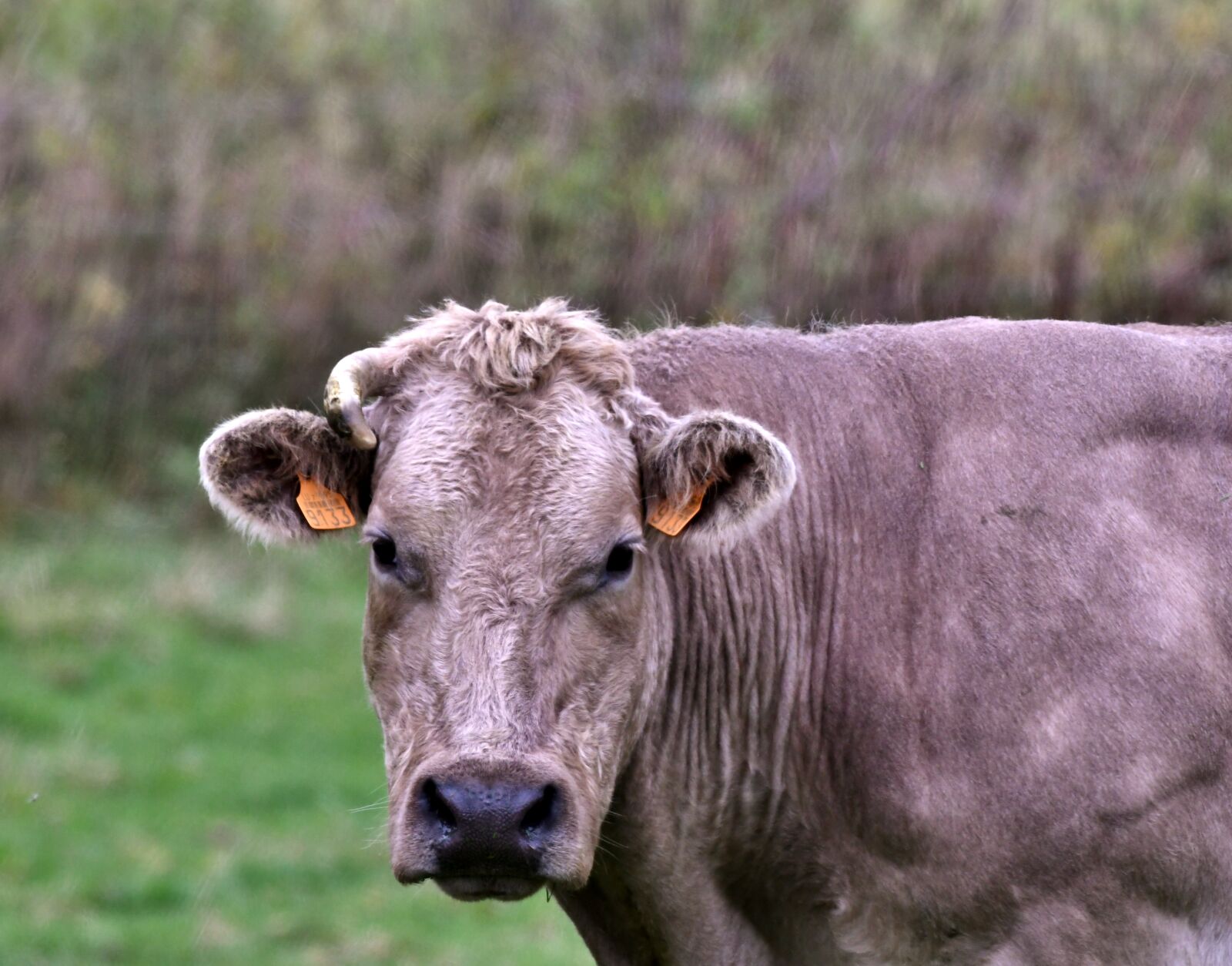 Nikon D500 sample photo. Cow, herkauwer, mammal photography
