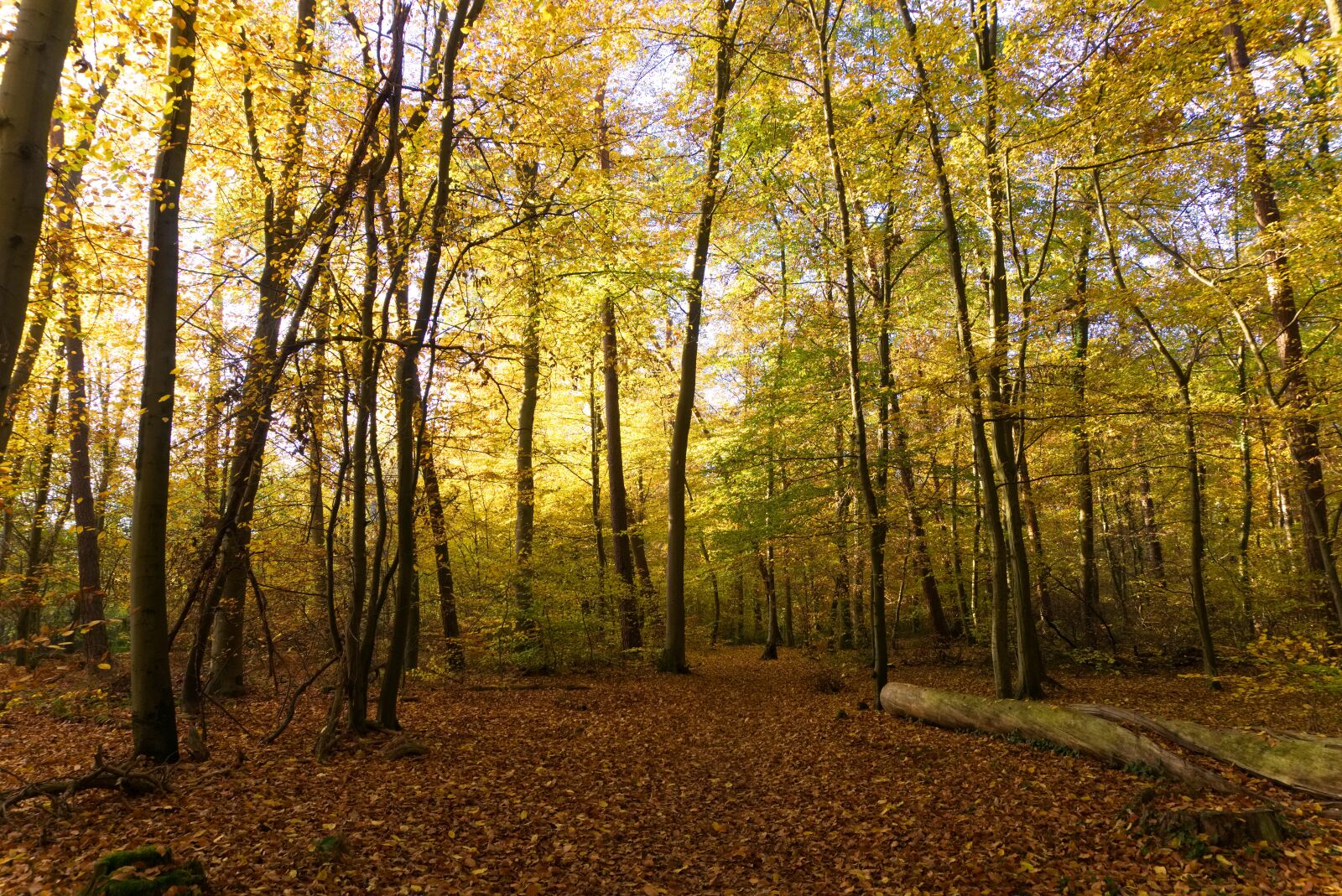 Sony a6000 sample photo. Forest, autumn, sun photography