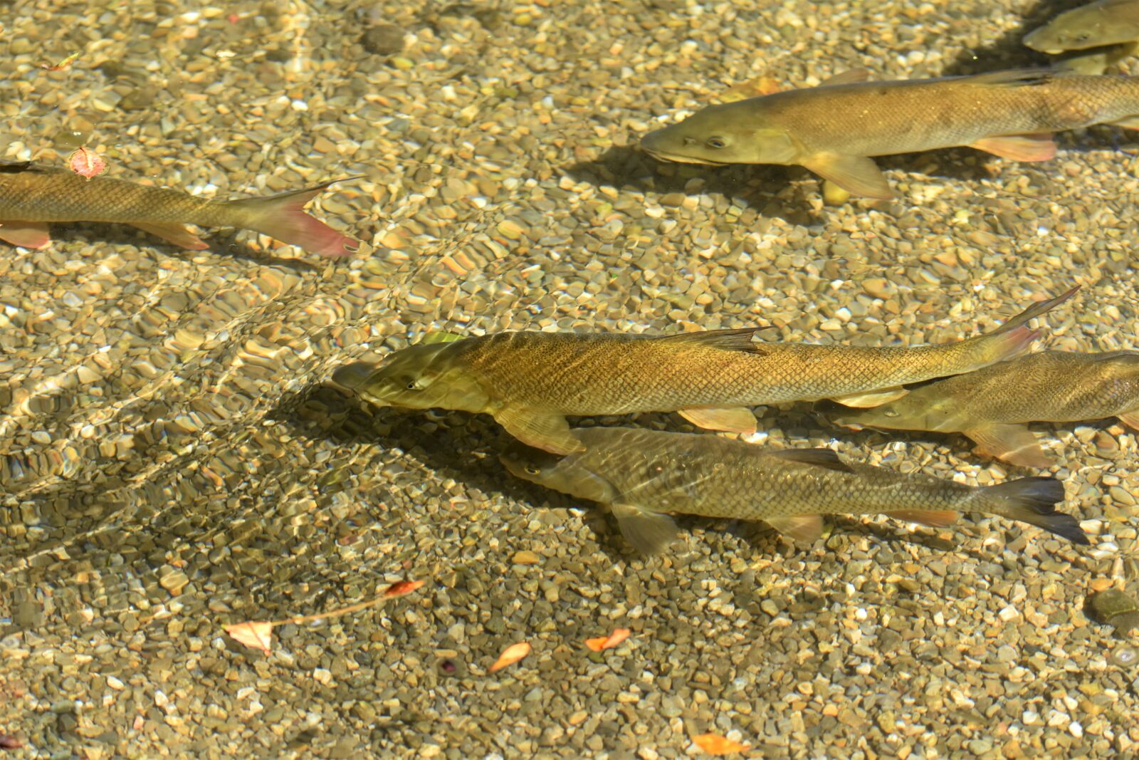 Nikon D7200 sample photo. Brook trout, trout, fish photography
