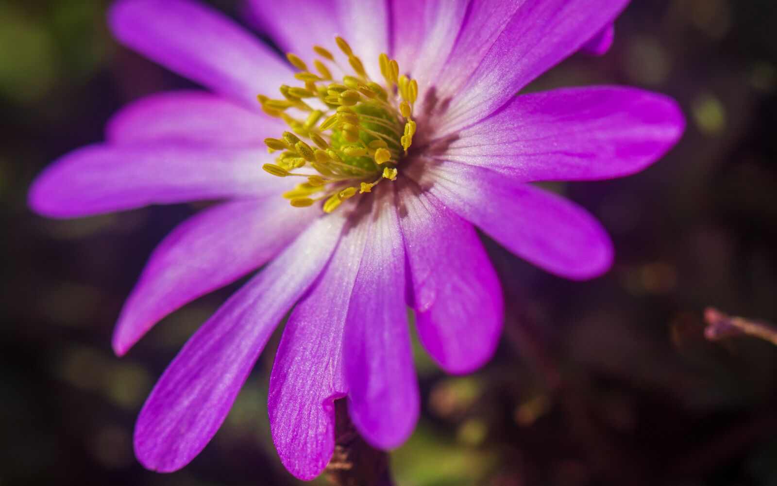Canon EOS 7D sample photo. Anemone, flower, blossom photography