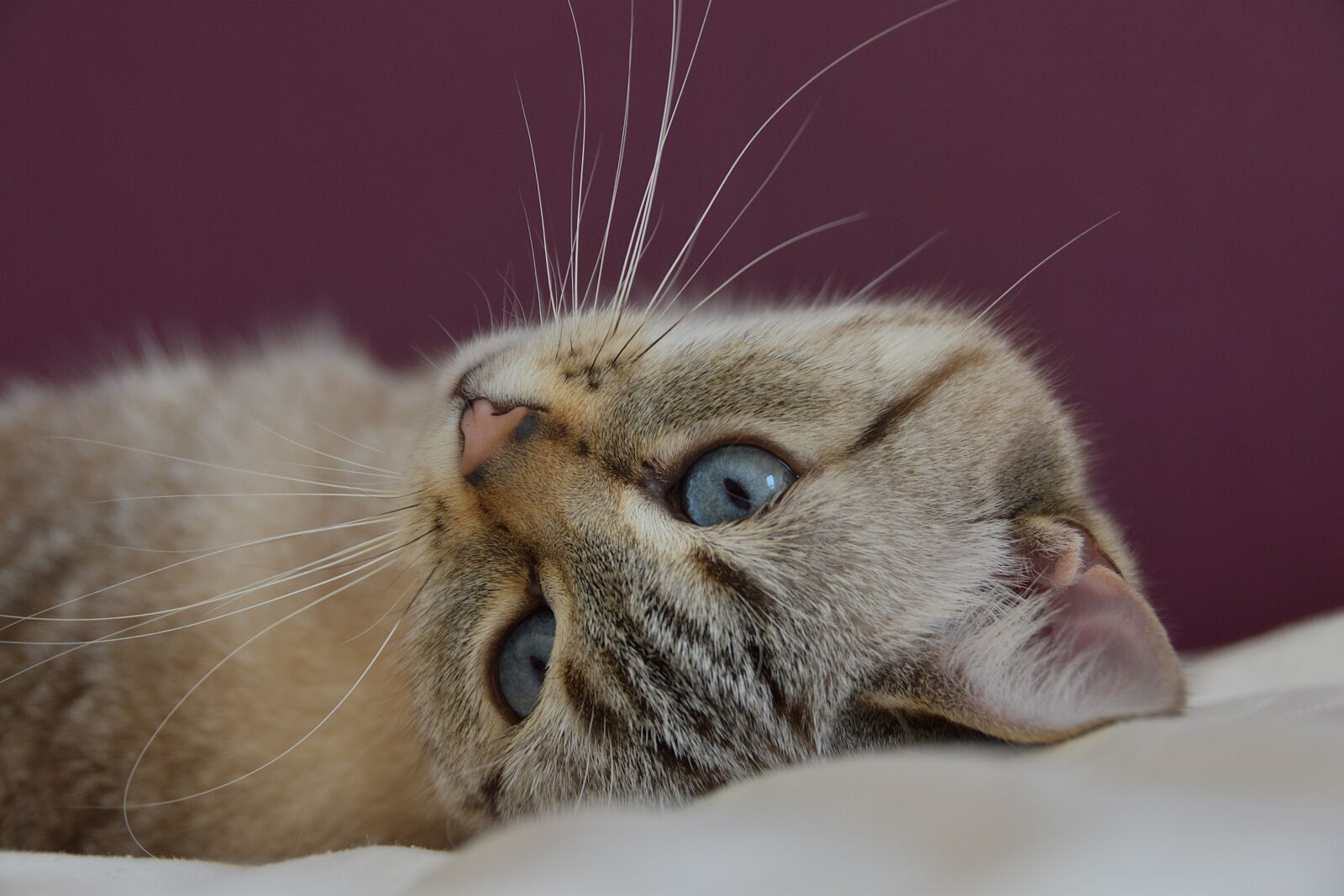Nikon D5600 sample photo. Cat, look, blue photography