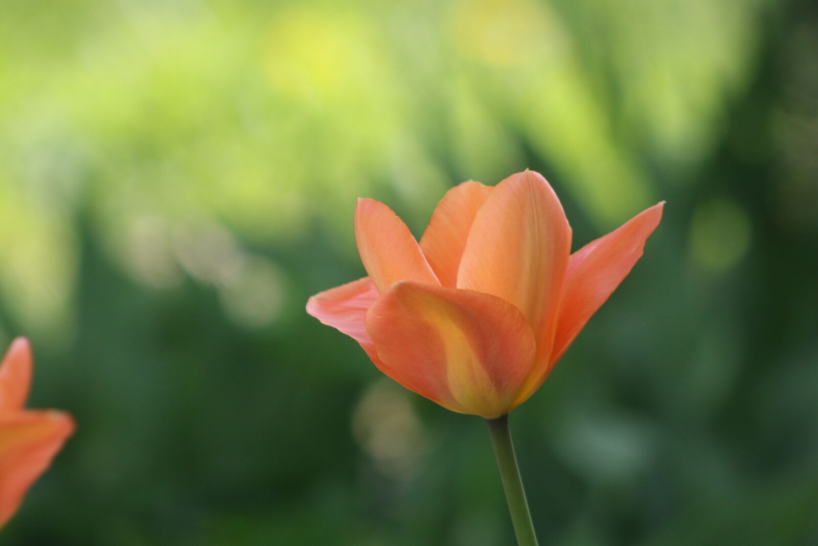 Canon EOS 70D + Canon EF 75-300mm f/4-5.6 USM sample photo. Tulip, depth of field photography