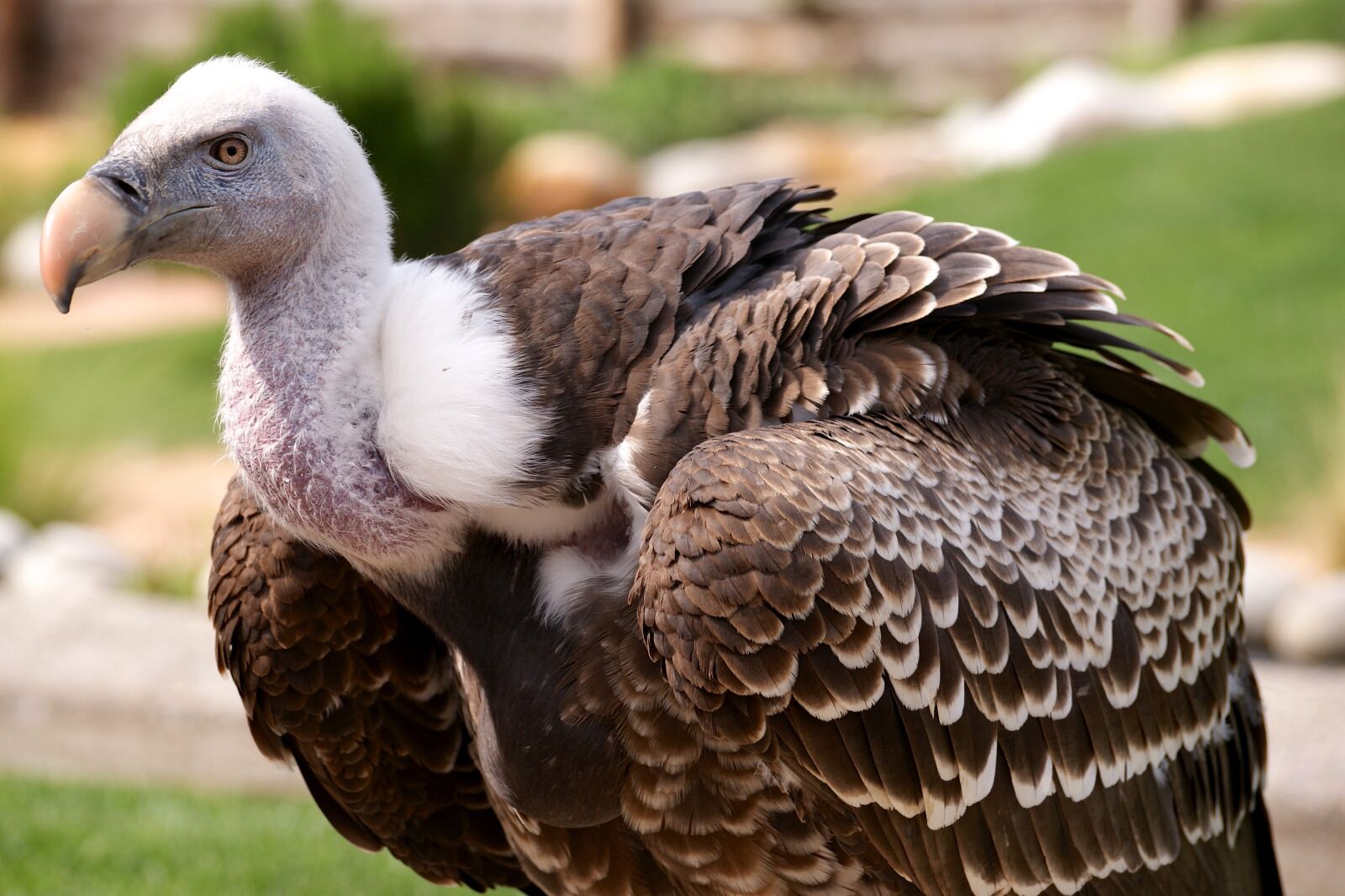 Sony Alpha DSLR-A350 sample photo. Vulture, scavengers, bird photography