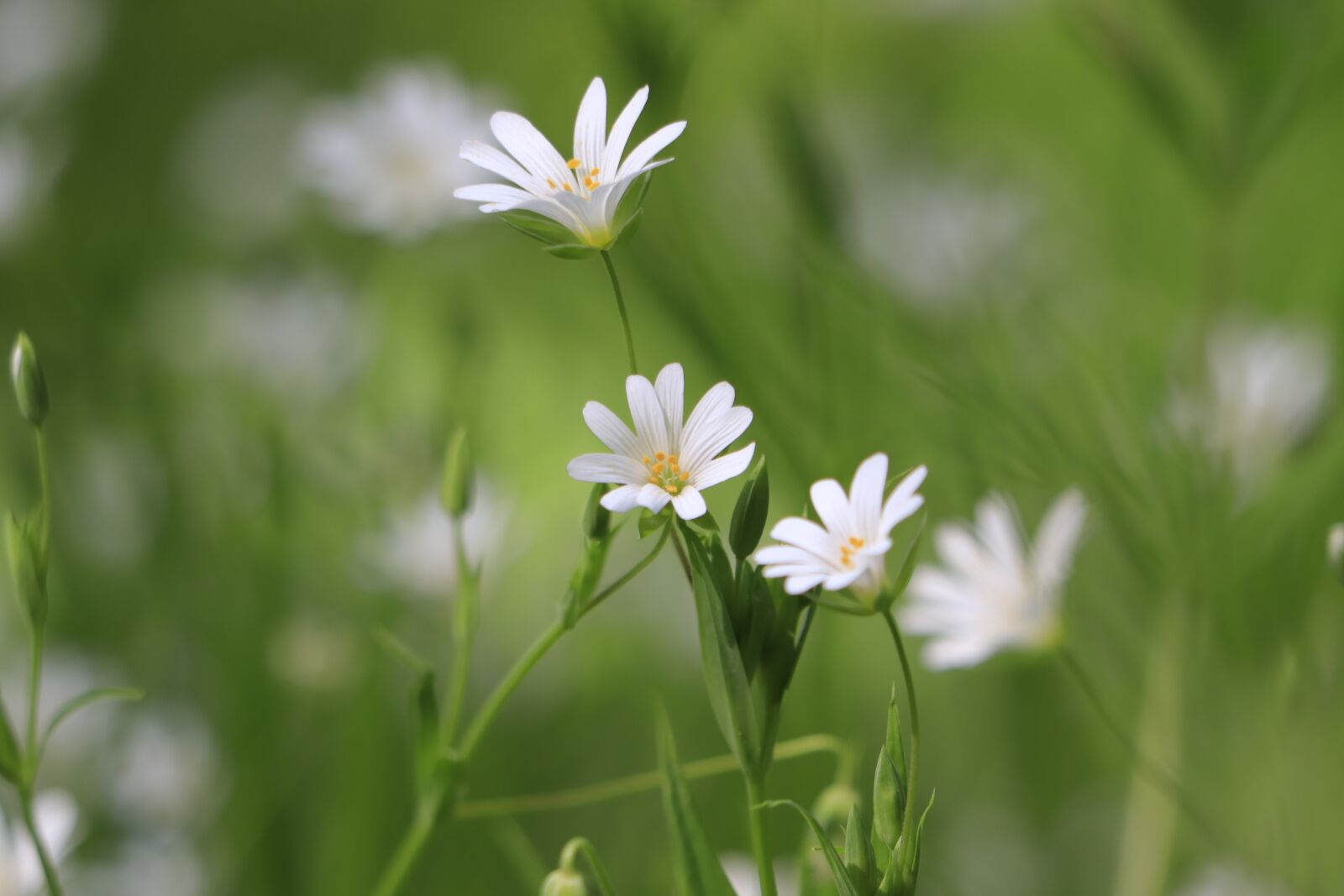 Canon EF 70-300 F4-5.6 IS II USM sample photo. Chickweed, blossom, bloom photography