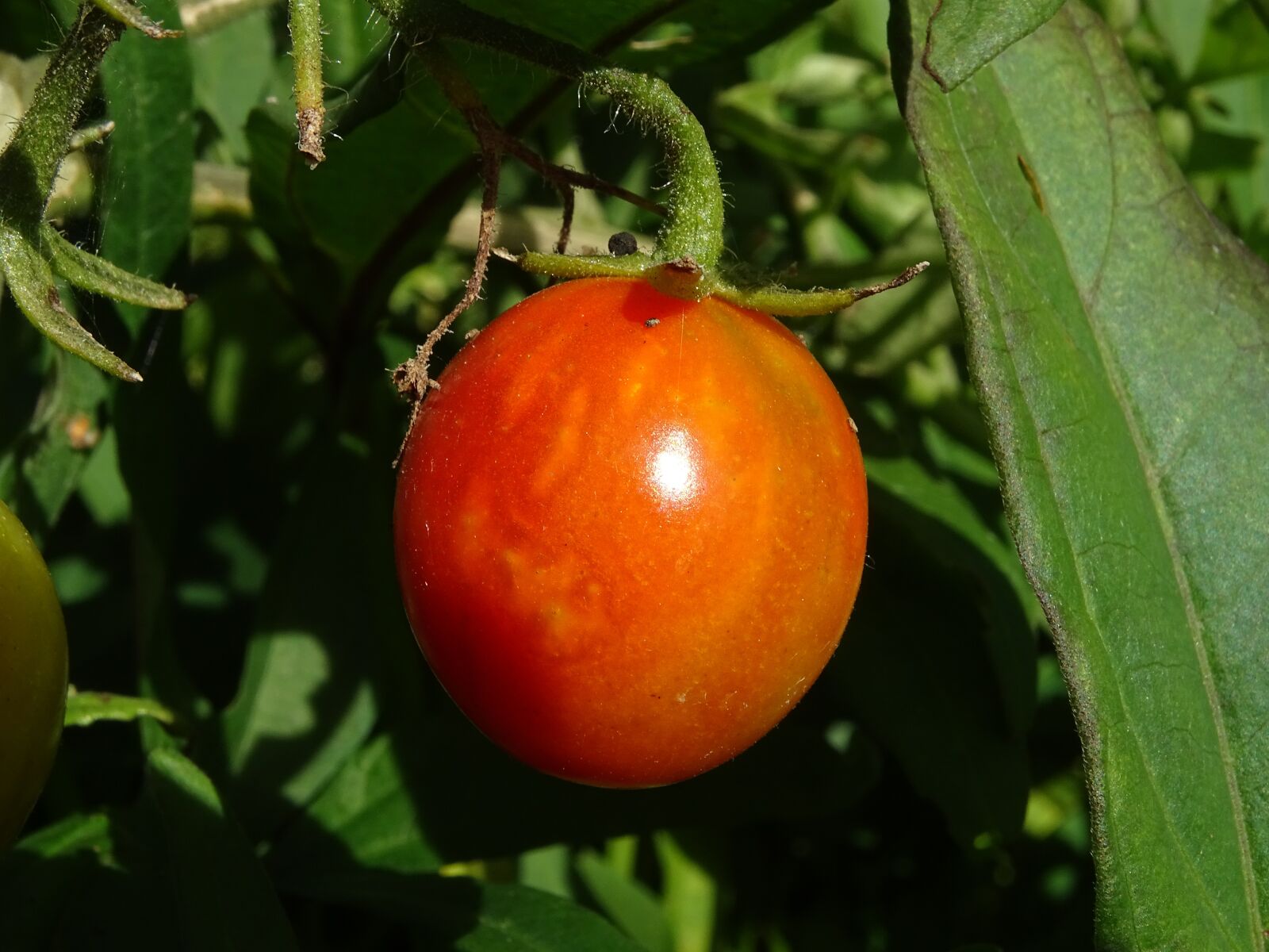 Sony Cyber-shot DSC-HX400V sample photo. Tomato, harvest, nature photography