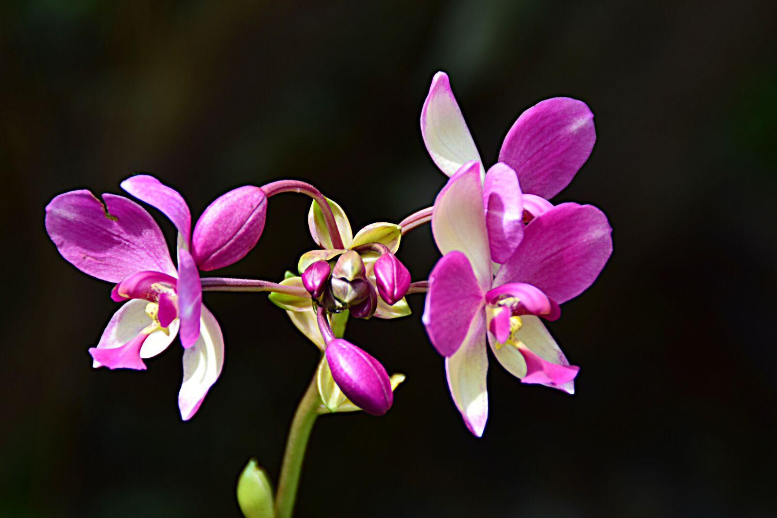 Nikon D5300 sample photo. Erdorchidee, close up, blossom photography