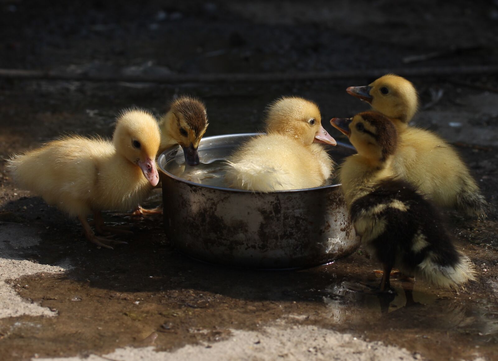 Canon EF-S 60mm F2.8 Macro USM sample photo. Duckling, fluffy, cute photography