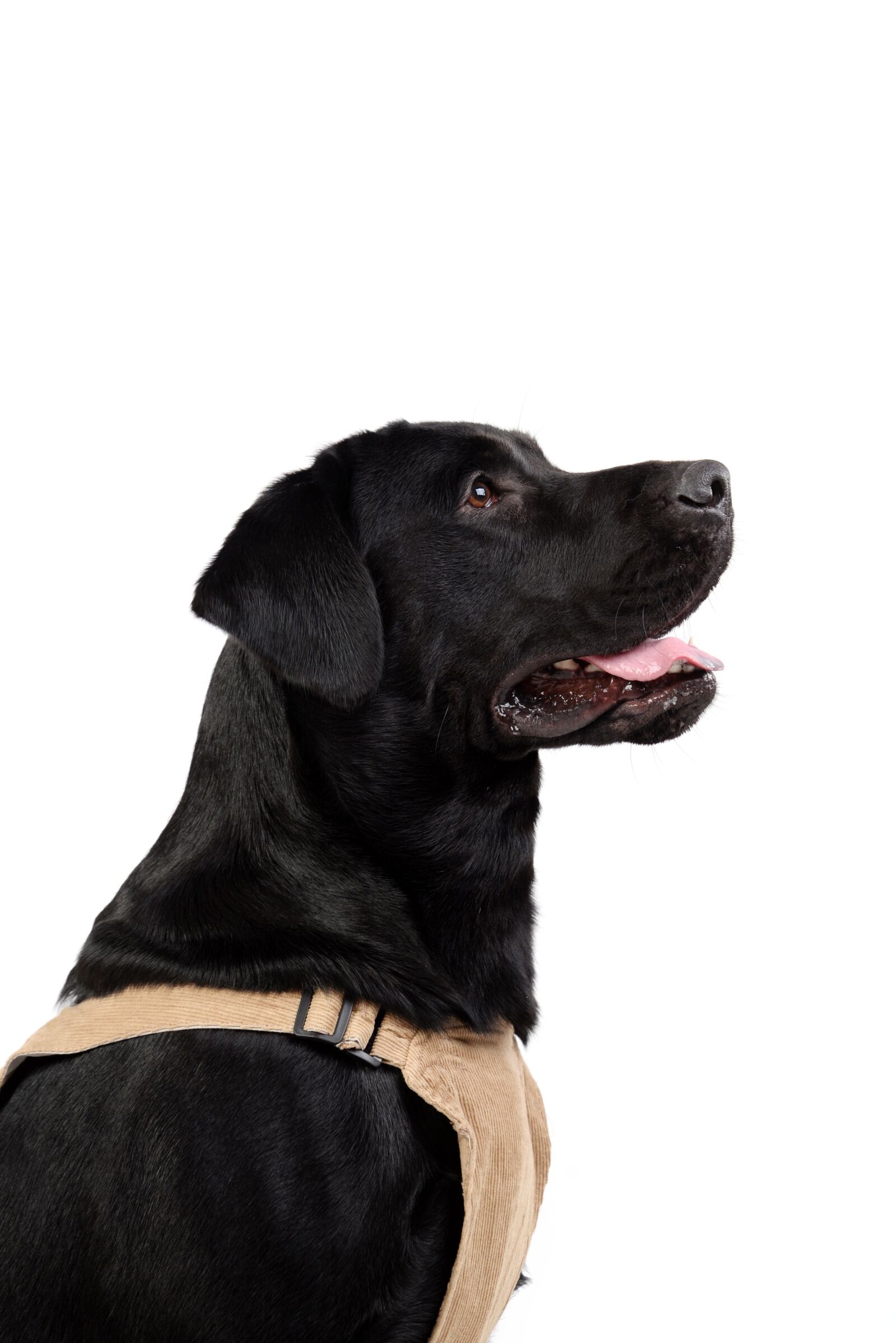 Nikon D610 sample photo. Animal, sat, tongue photography