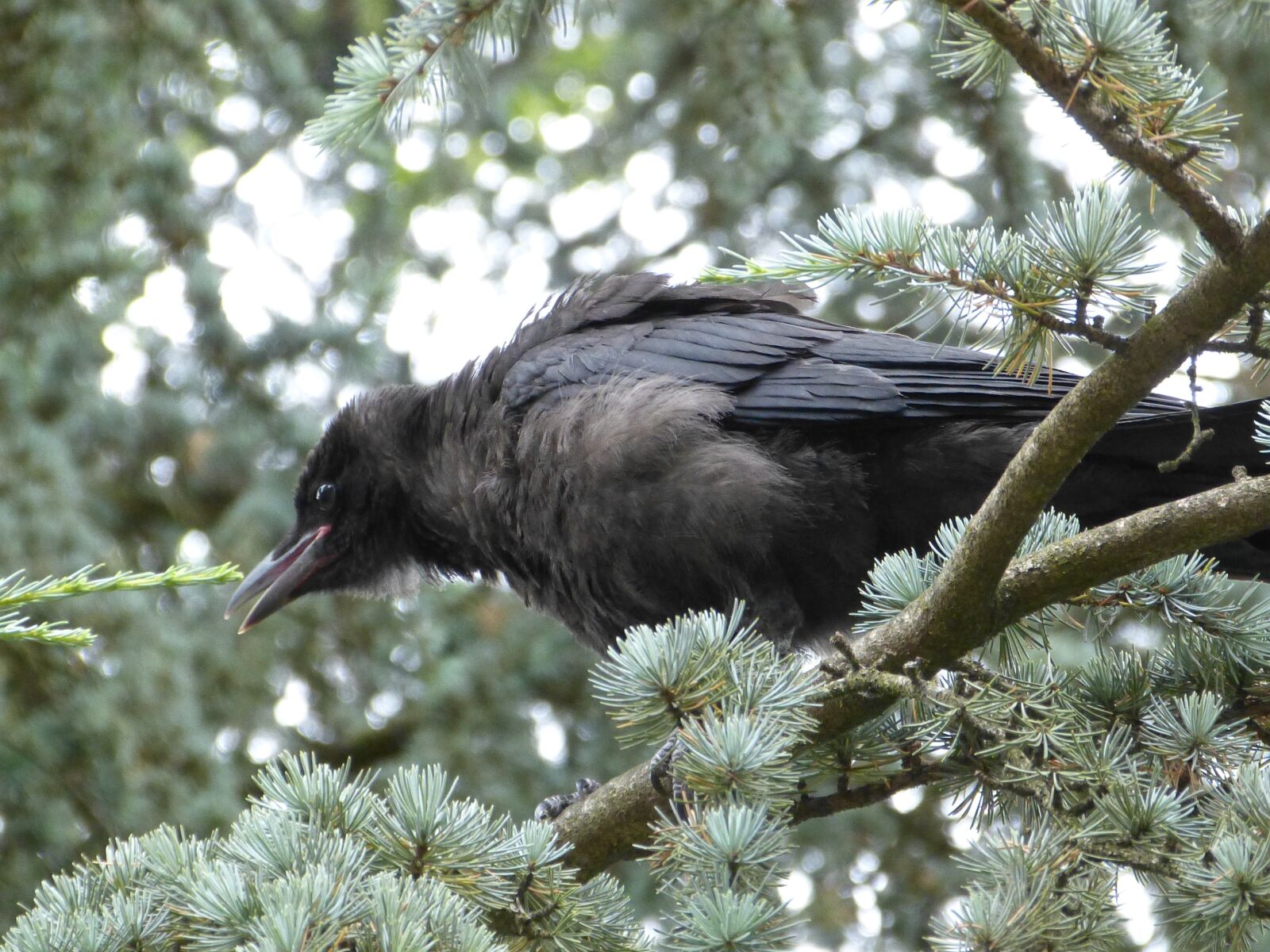 Panasonic Lumix DMC-FZ150 sample photo. Common raven, raven bird photography