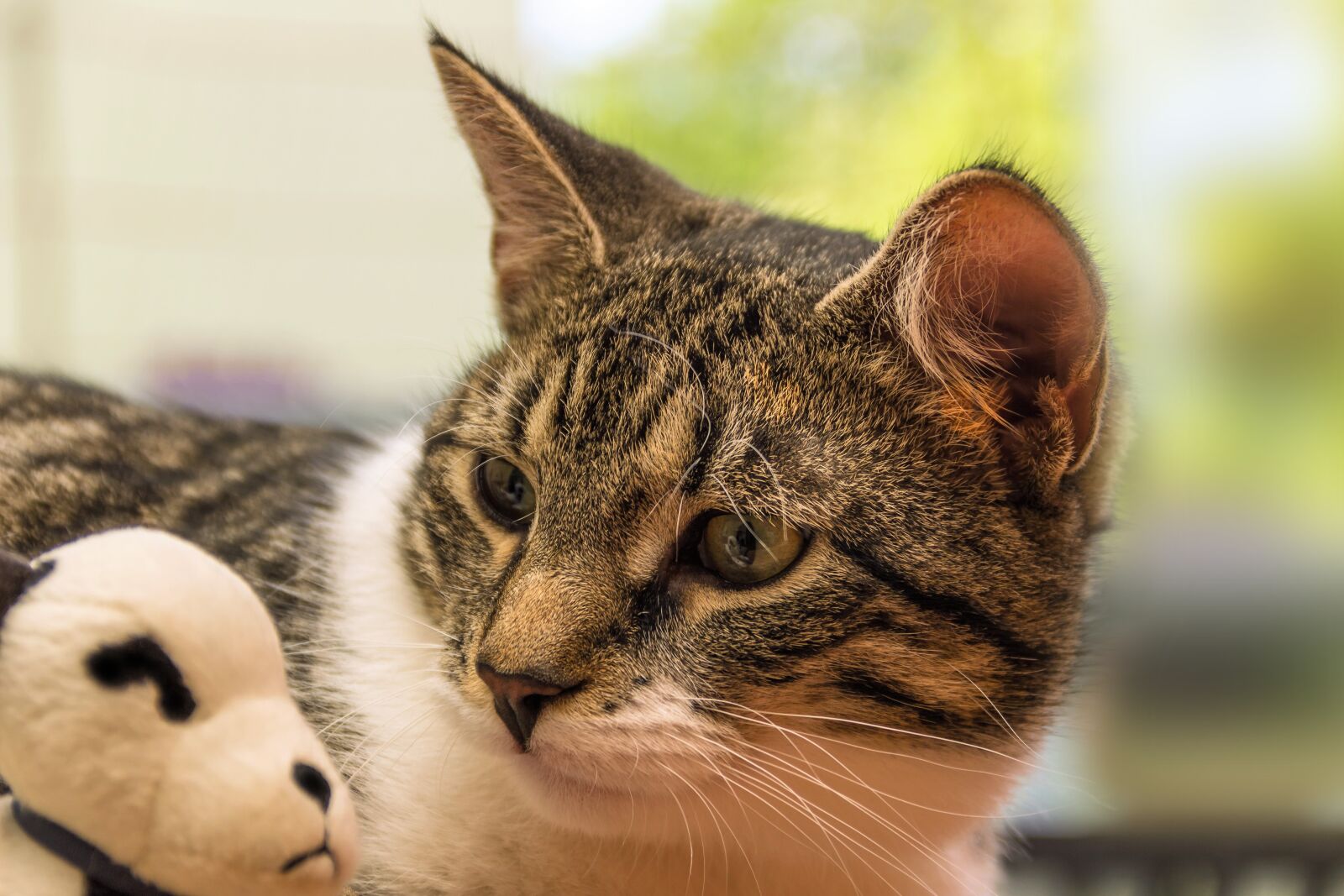 Canon EF-S 18-135mm F3.5-5.6 IS sample photo. Cat, toys, plush dog photography