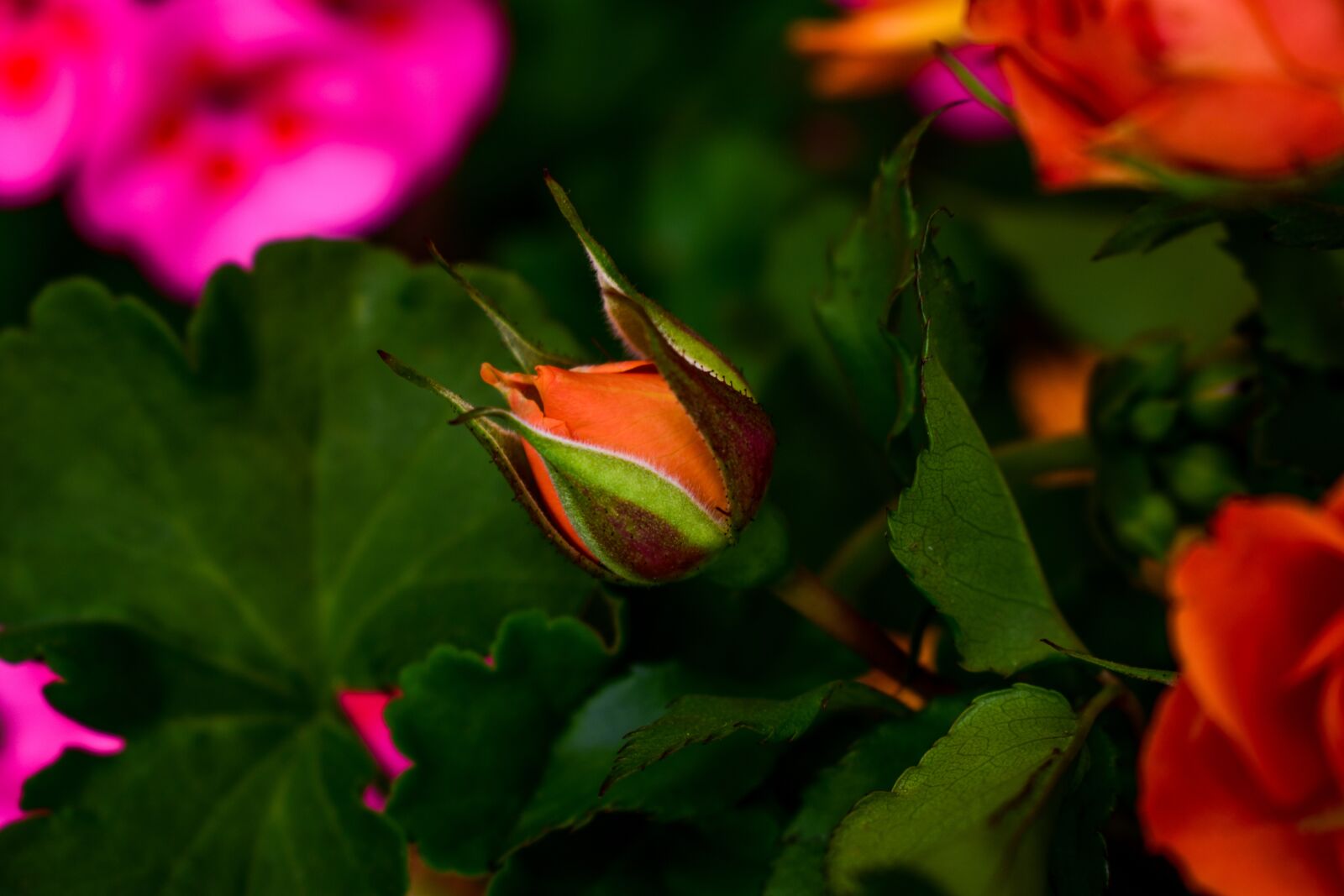 Nikon D3400 sample photo. Flower, nature, plant photography