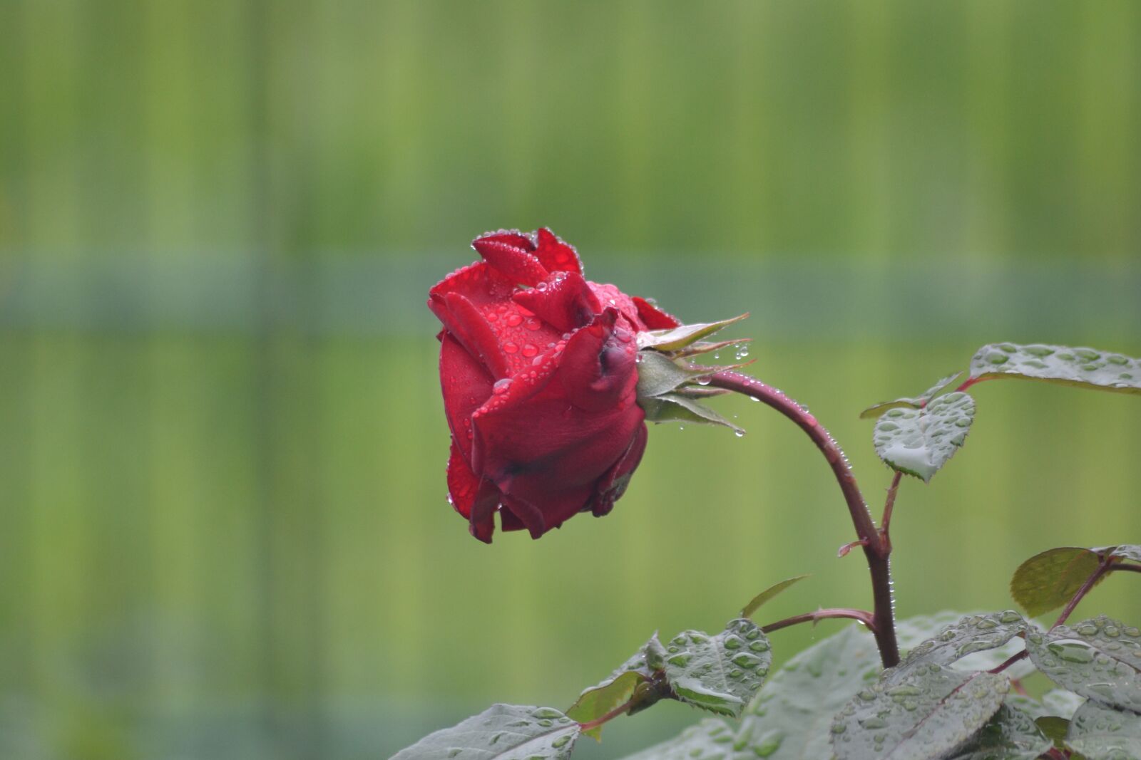 Nikon D3100 sample photo. Rose, nature, garden photography