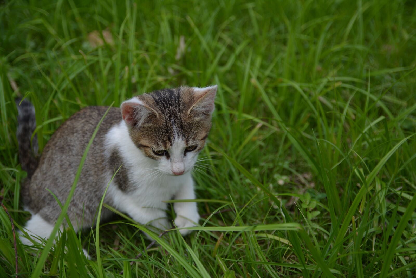 Nikon D7100 sample photo. Cat, little kitty, a photography