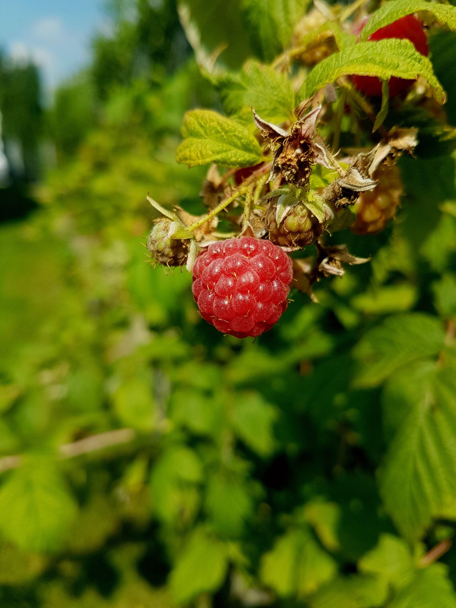Samsung Galaxy S7 Edge sample photo. Raspberry, red, nature photography