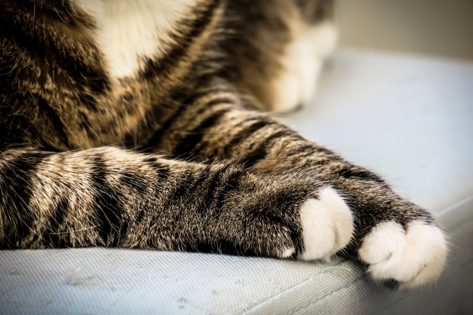 Canon PowerShot G3 X sample photo. Cat, paws, cat's paw photography