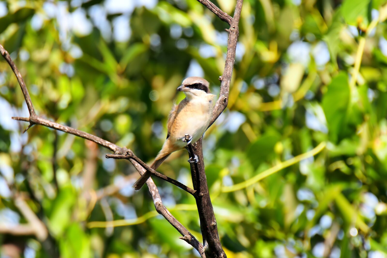 Olympus OM-D E-M1 sample photo. Bird, wild, wildlife photography