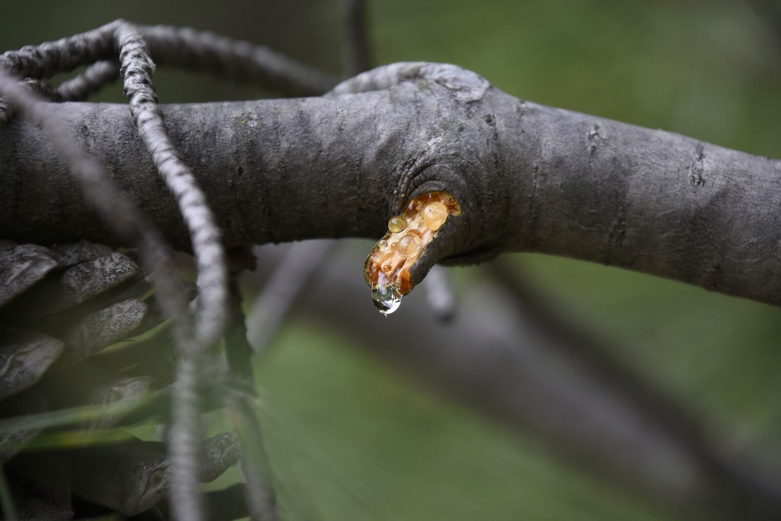 Nikon D7200 sample photo. Nature, outdoors, wild life photography