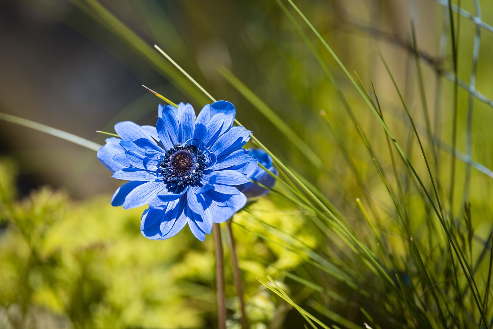 Nikon D750 sample photo. Anemone, blue, blue anemone photography