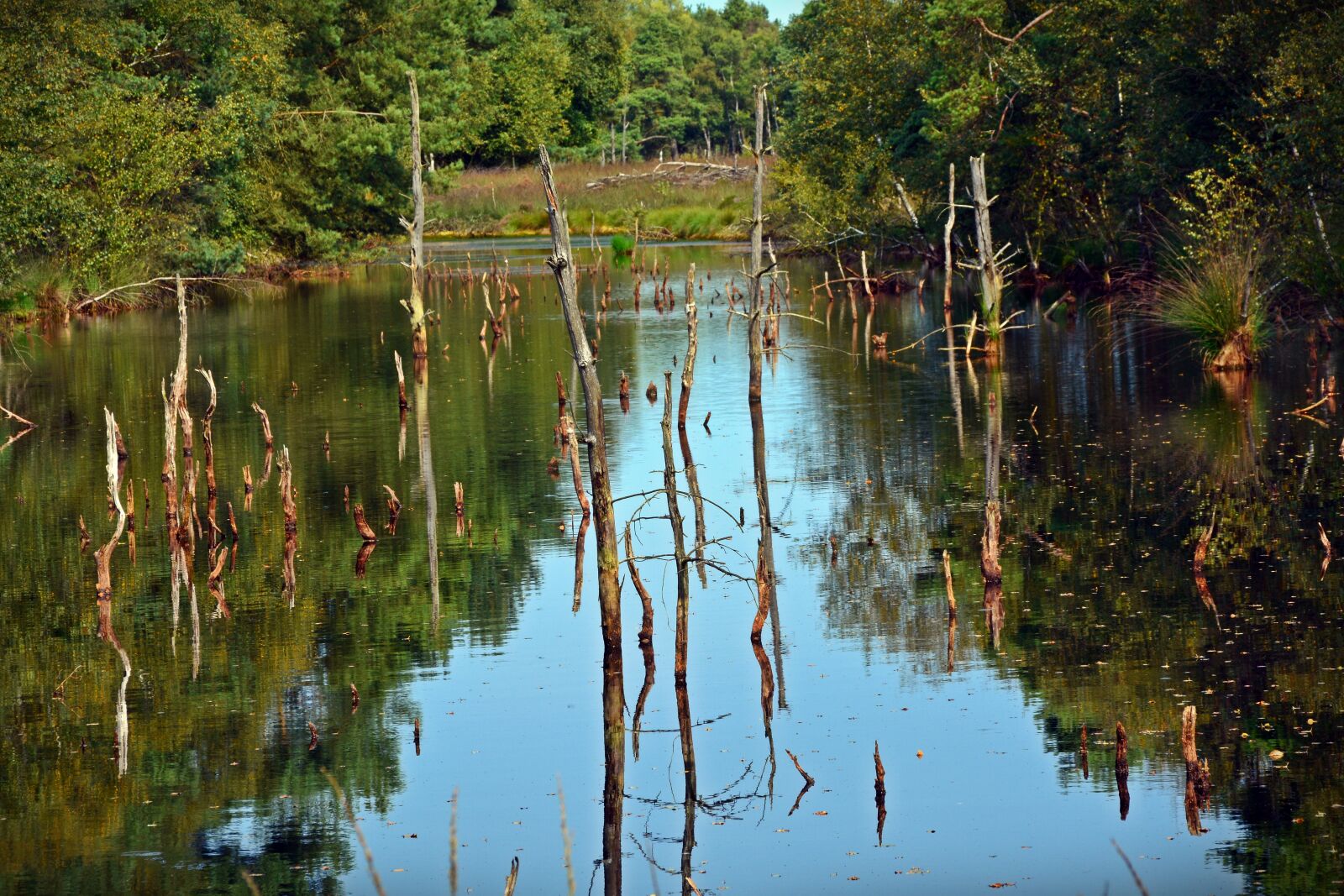 Nikon D5200 sample photo. Moor, mirroring, water photography